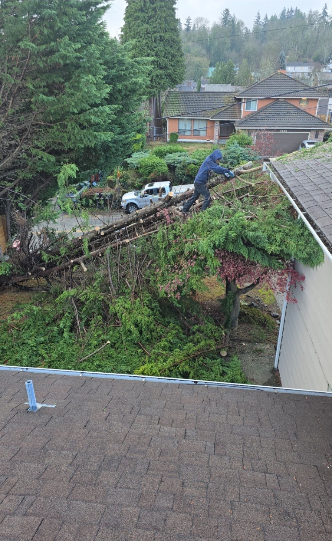 Person on a roof covered in vegetation, next to a house. A white truck is in the background. Overcast day.