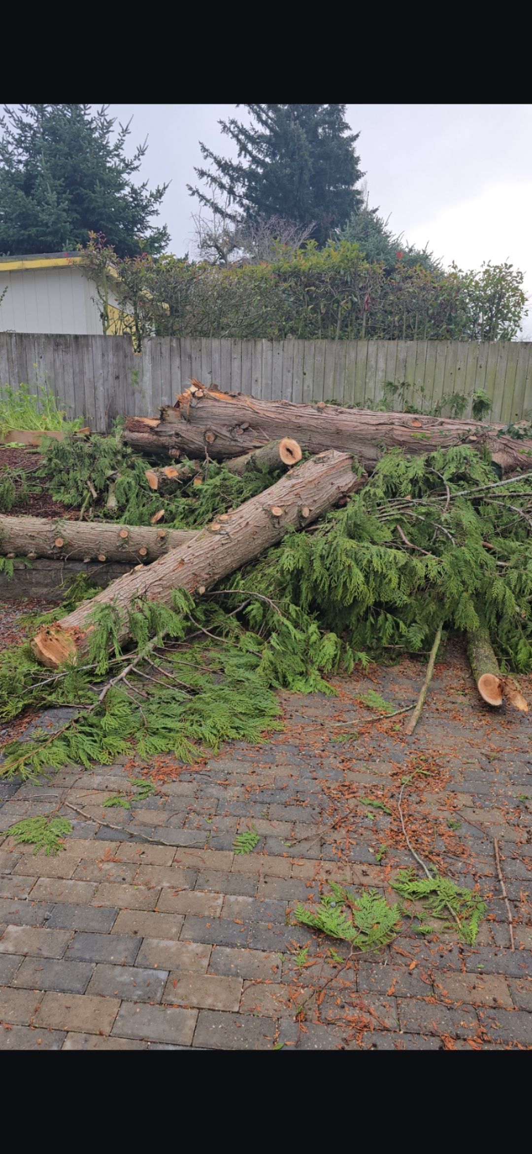 Felled tree logs and branches lie on a paved surface near a wooden fence and greenery.