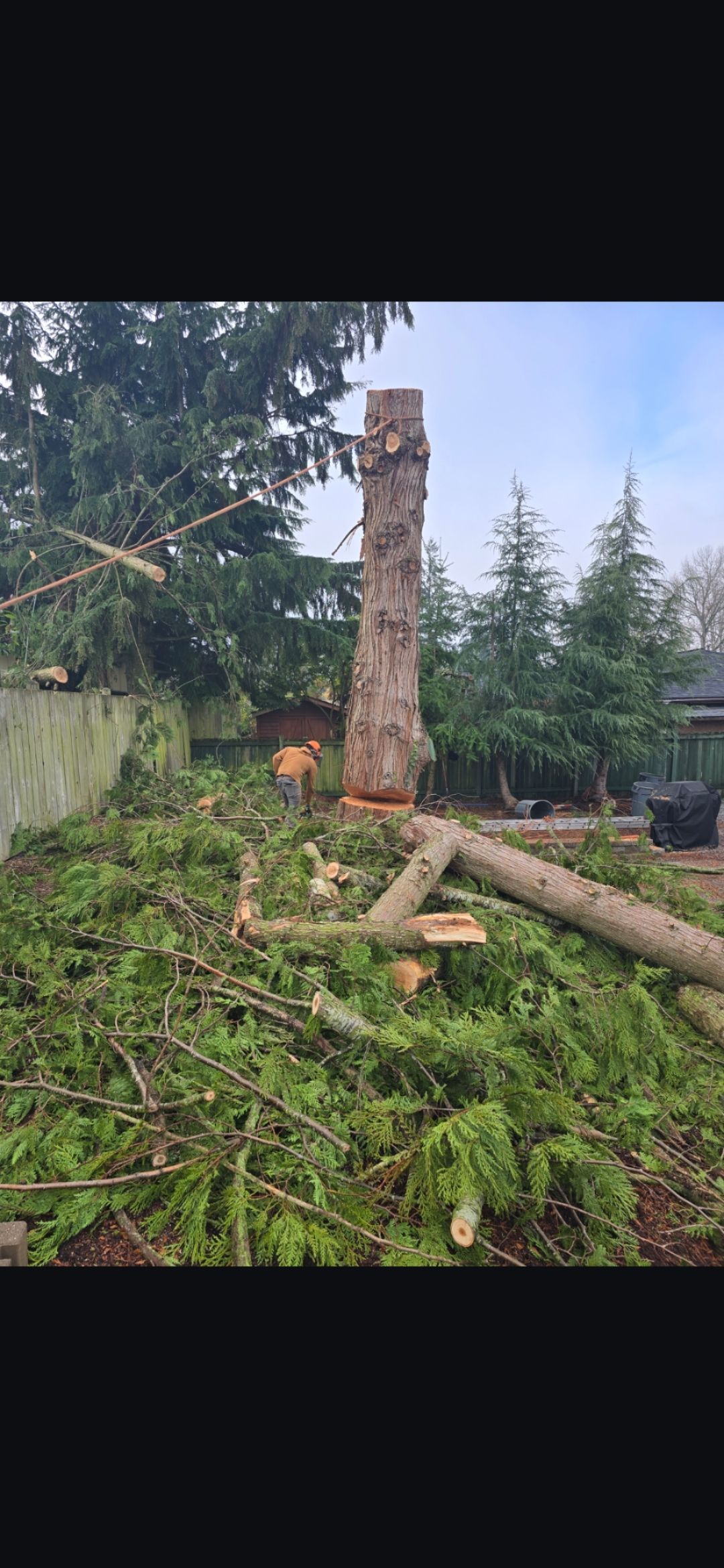 A tall tree trunk stands amongst green branches and debris, possibly after tree removal.