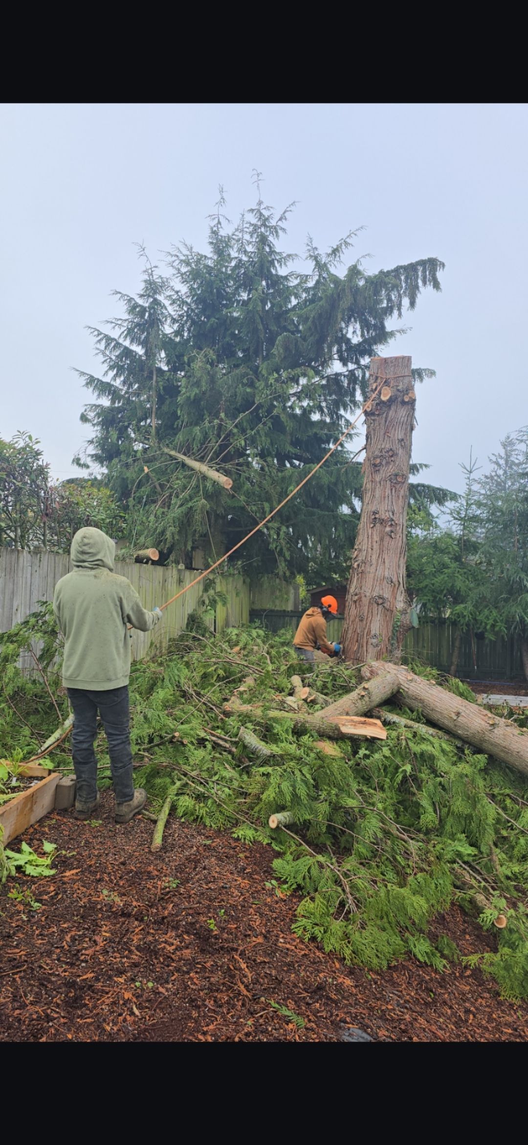 Two people are cutting down a tree. One person is operating a chainsaw, and the other is removing branches.