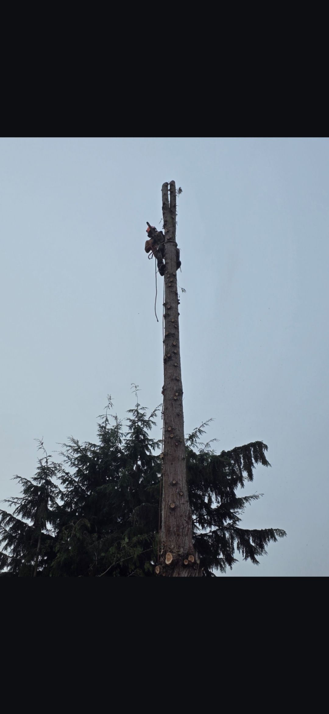 A tree being cut down. A person is at the top of the tree. Blue sky in the background.