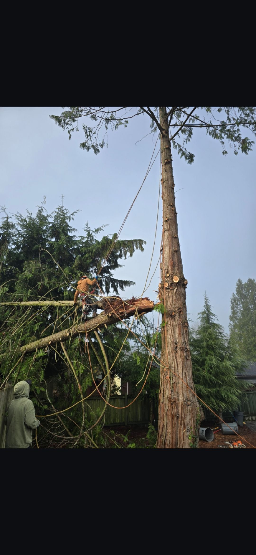 Tree being cut down, with a person watching, in a backyard setting.