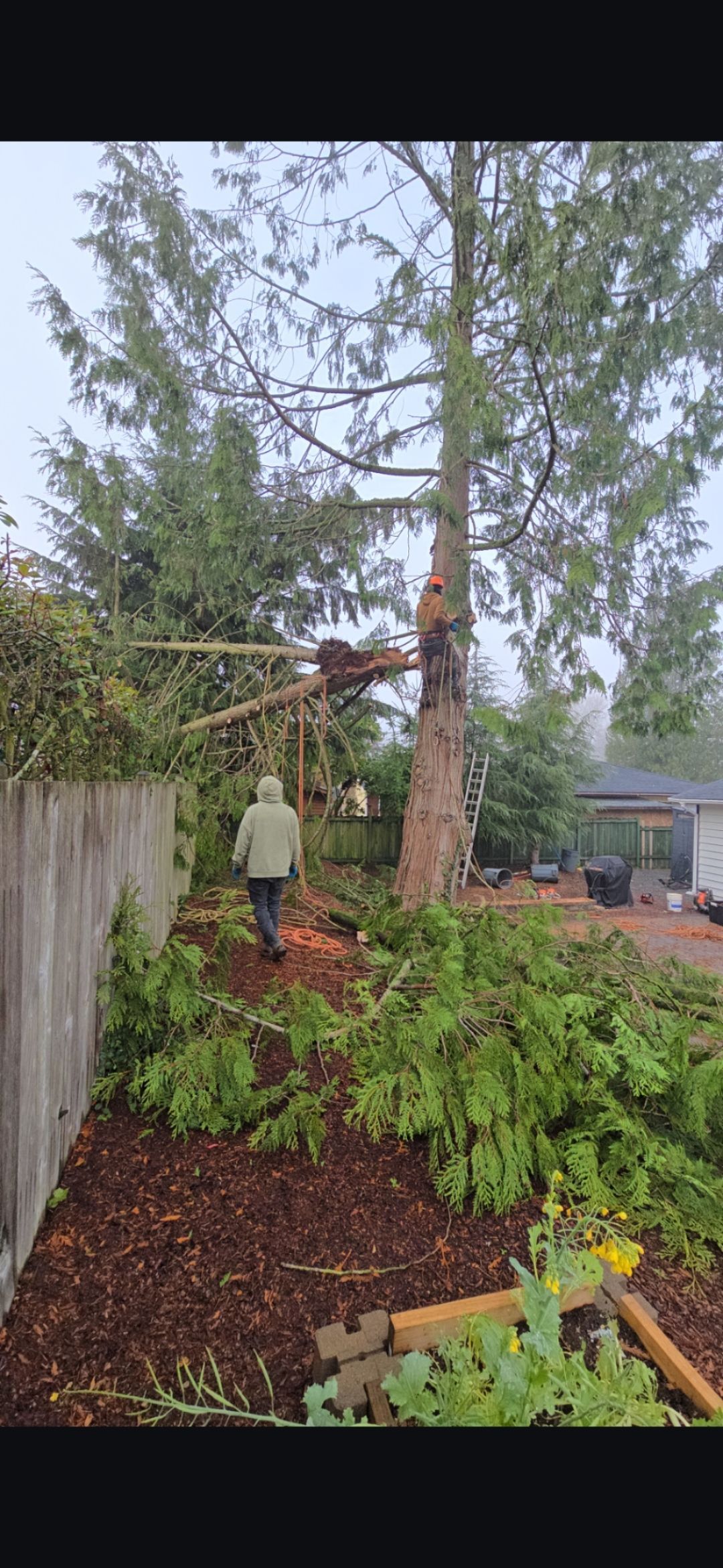 Person working on a tree in a yard. Branches and debris are on the ground. A wooden fence is on the left.