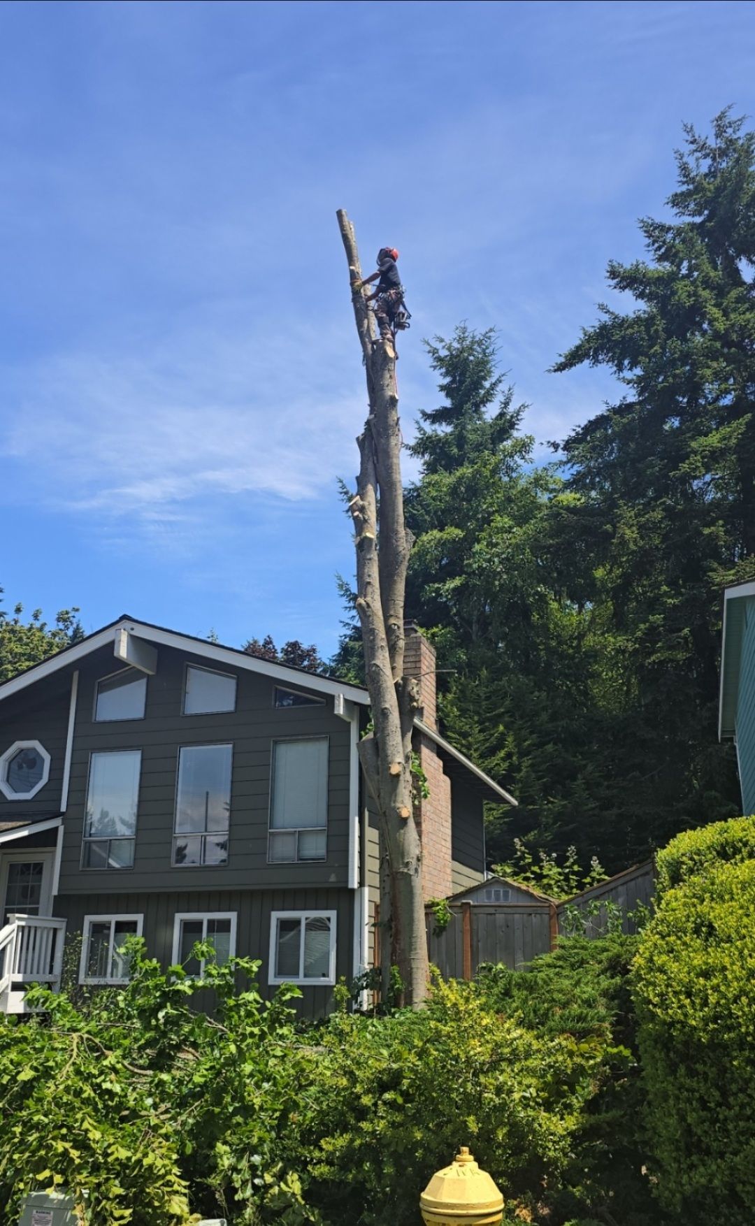 Tree worker atop a tall, bare tree trunk, next to a house with blue sky and green foliage.