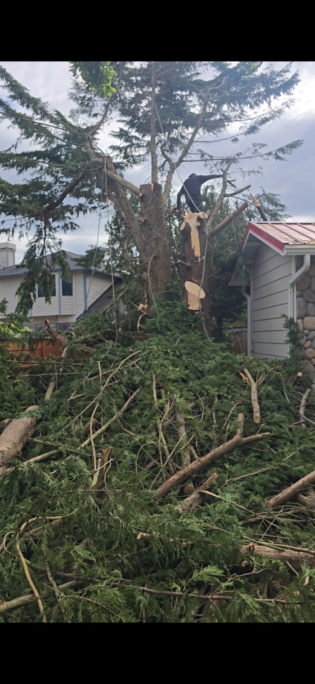 A tree being cut down near a house. Branches and debris are on the ground. A person is in the tree.