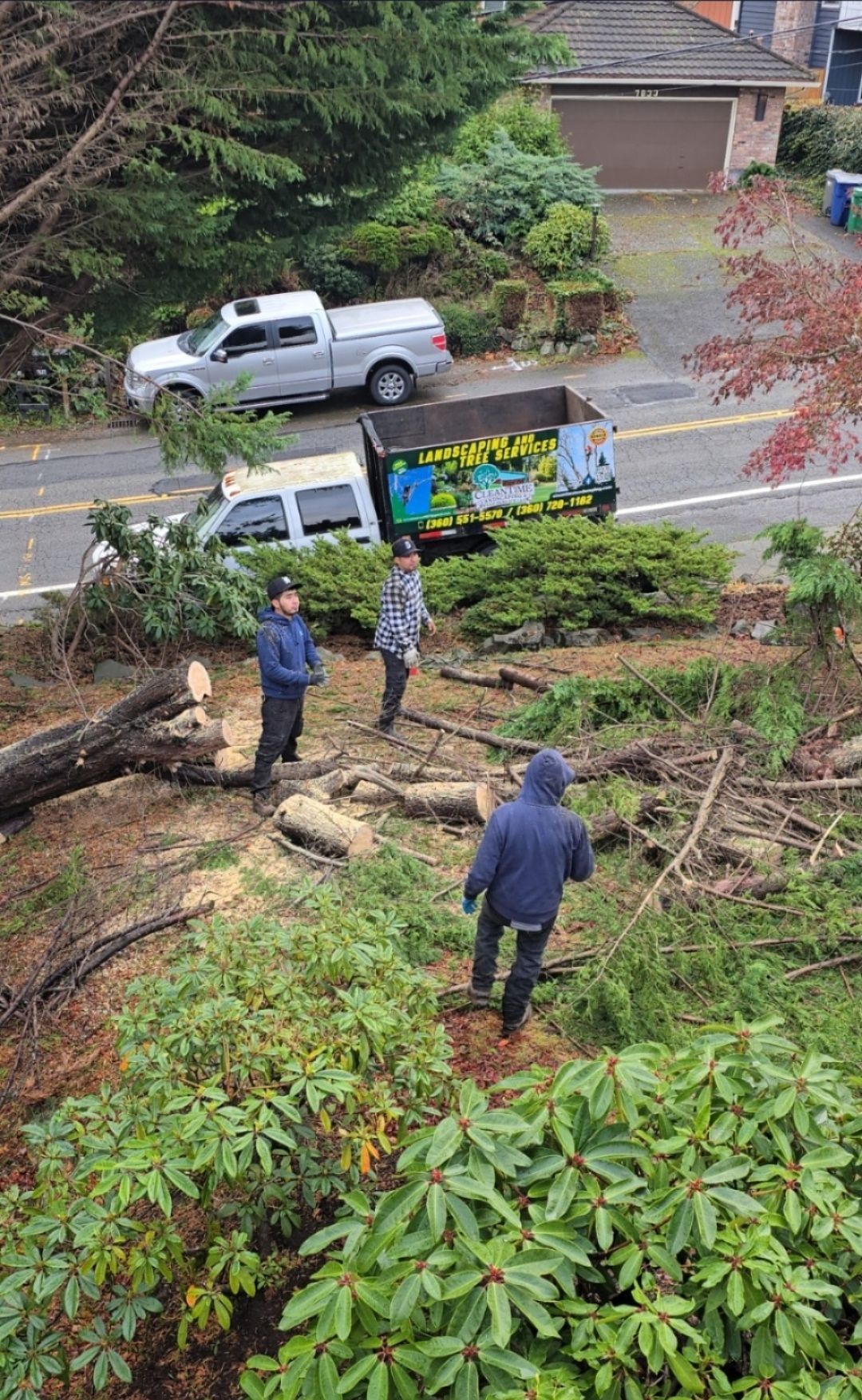 Men clearing fallen tree debris. Road with truck and small delivery truck. Green foliage.