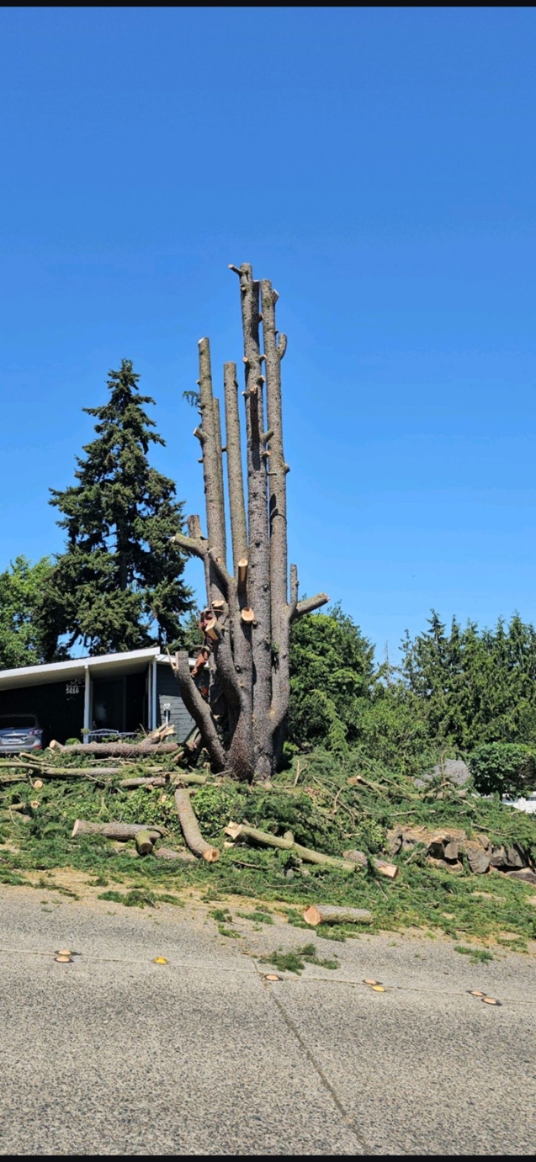 A tall tree trunk, heavily pruned, stands beside a low building and a smaller evergreen against a clear blue sky.