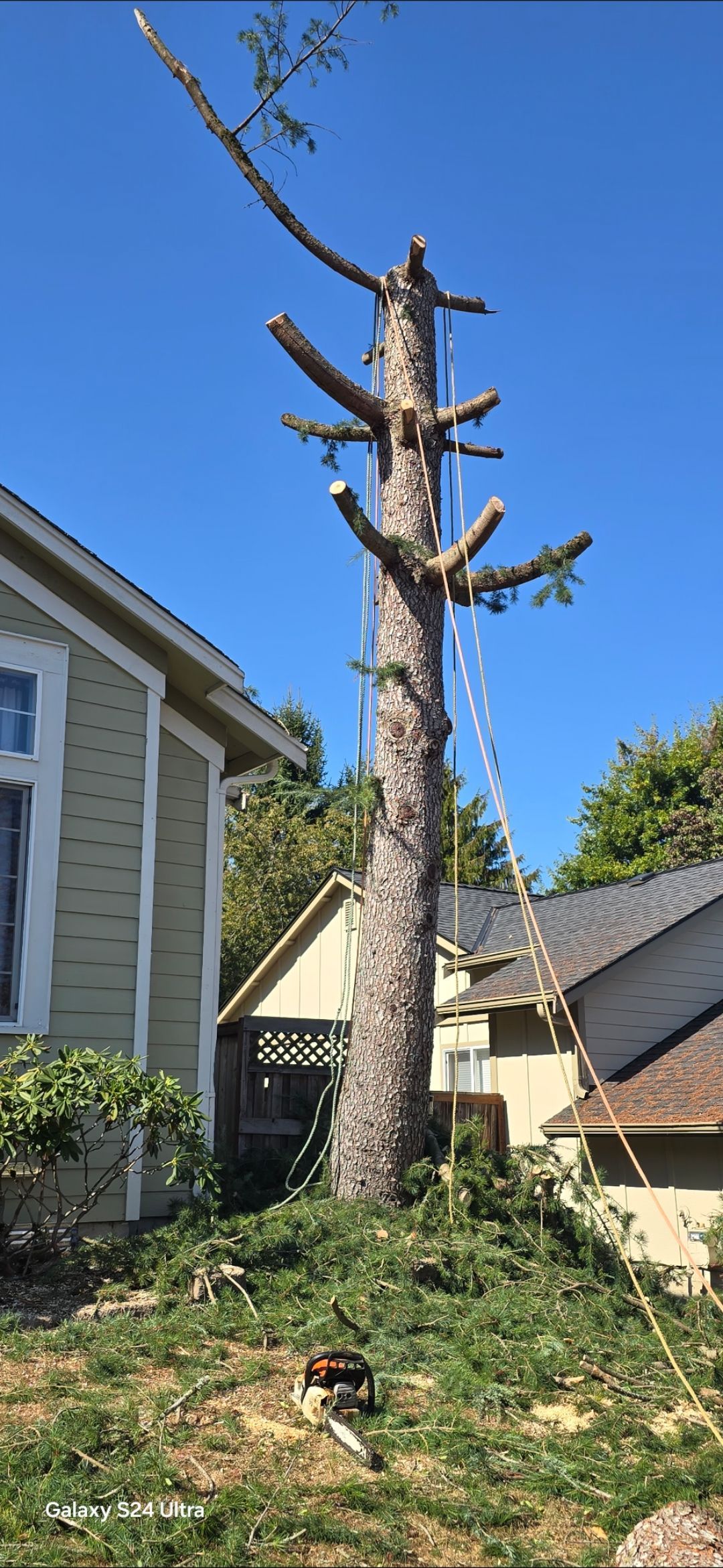 A tall tree, partially trimmed, stands next to a house under a clear, blue sky. The tree has many branches cut.