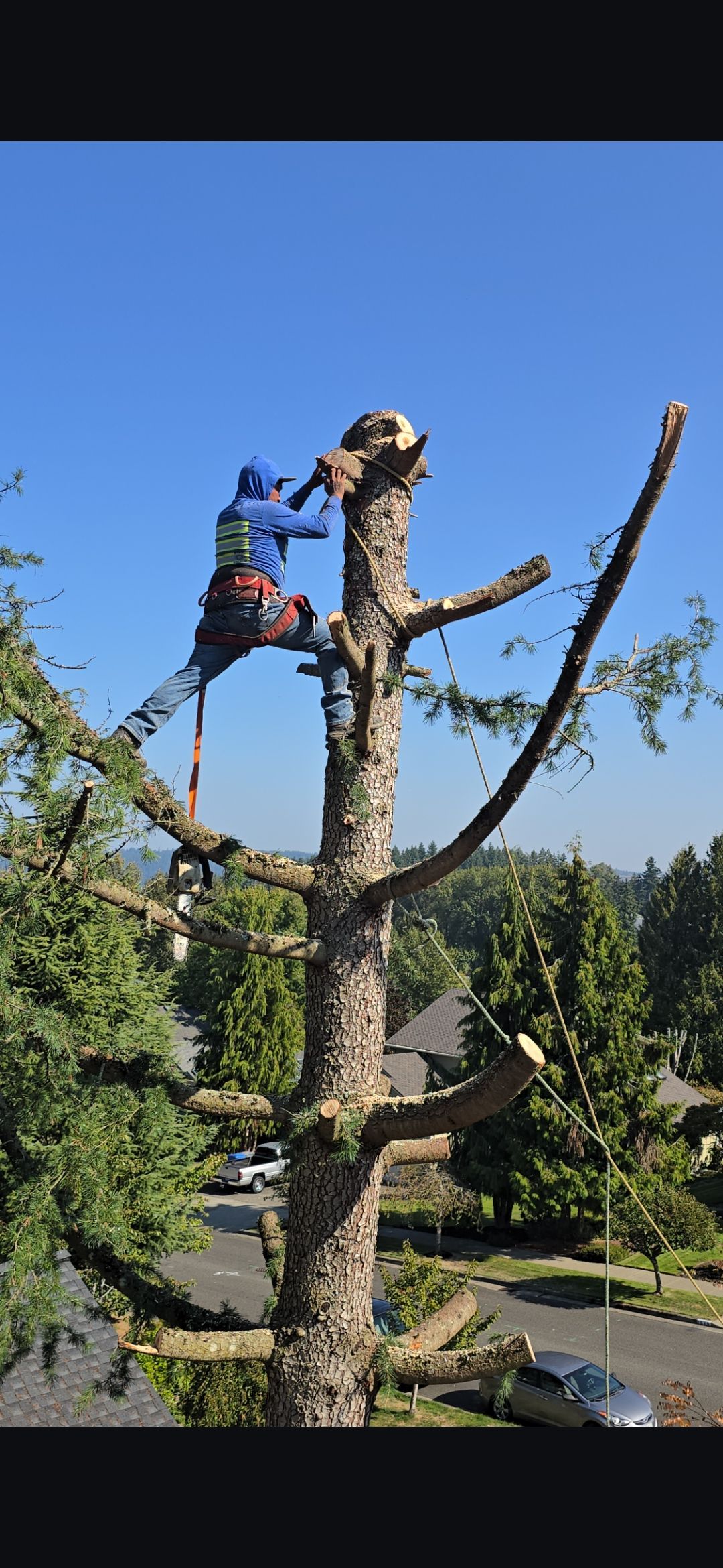 A tree climber using a chainsaw to trim a large tree under a blue sky.