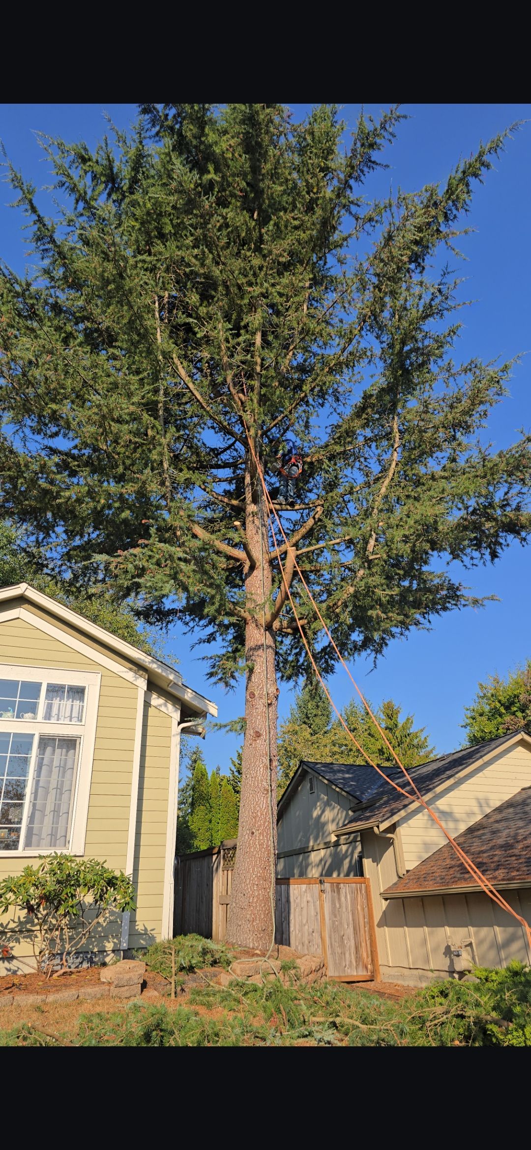 Tall tree towering over houses under a bright blue sky.