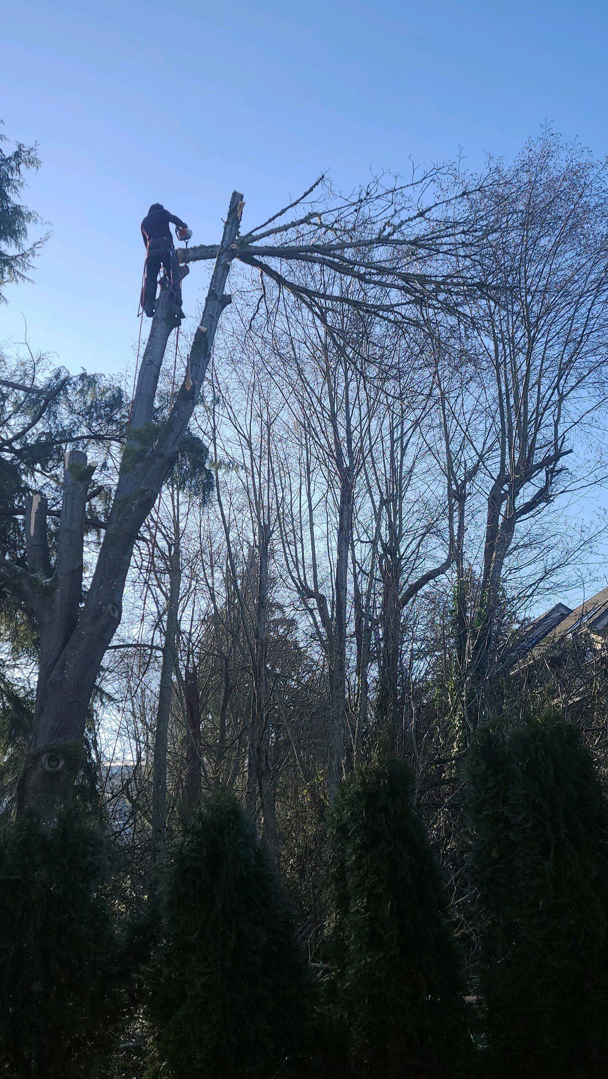 A person atop a tall tree is cutting branches, against a clear blue sky.