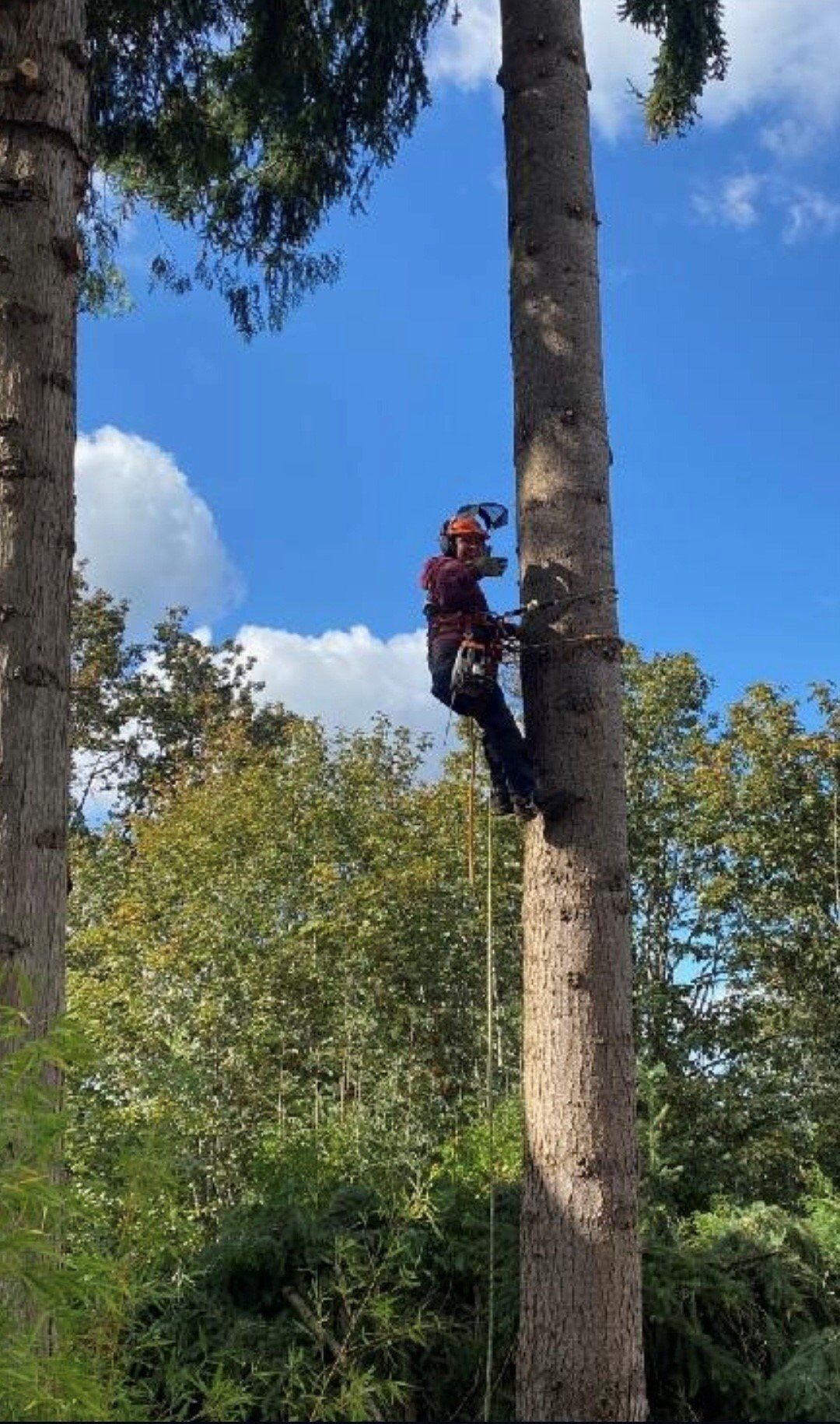 A person using a chainsaw, secured by ropes, climbs a tall tree against a blue sky.