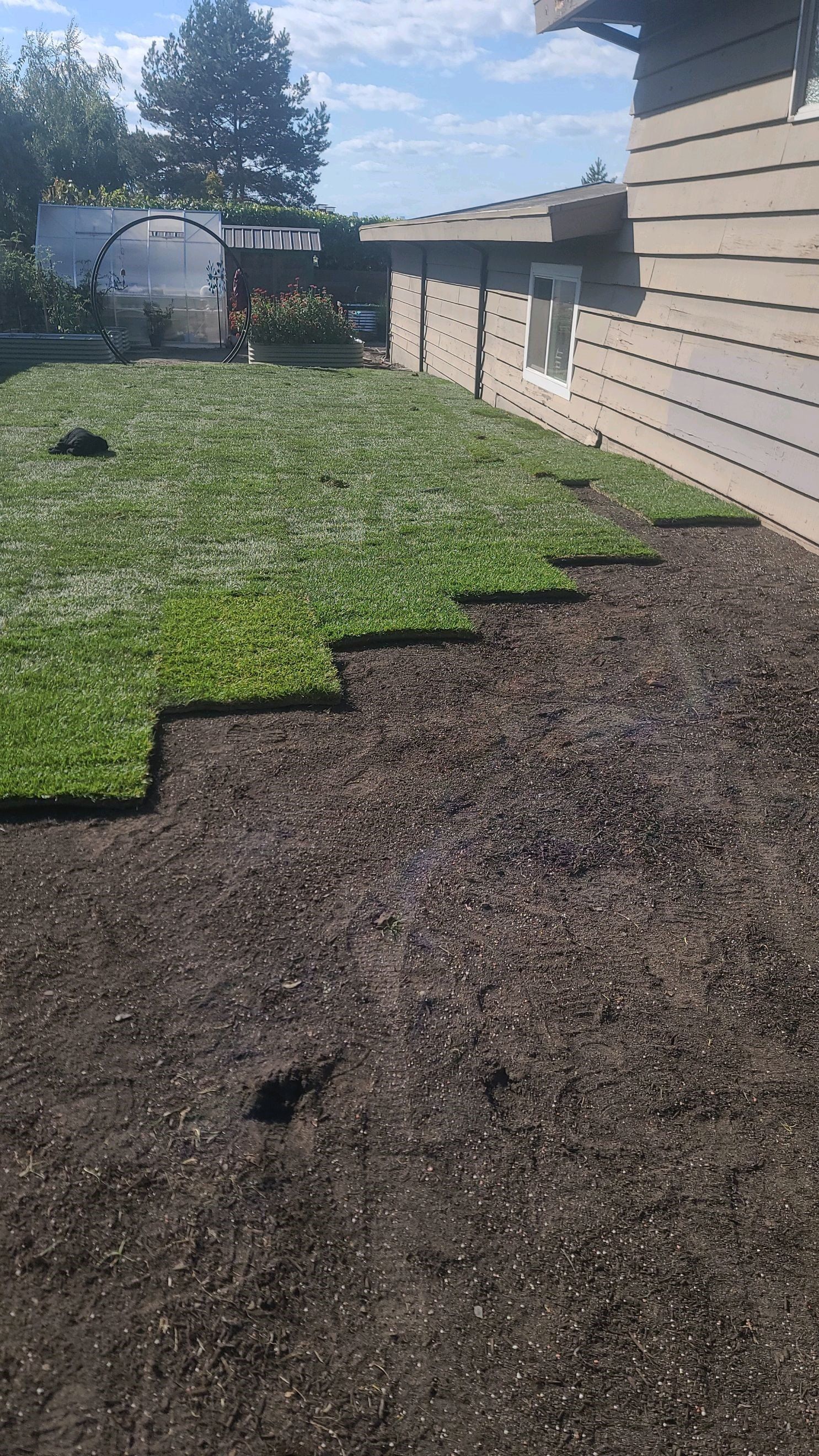 Laying sod in a backyard next to a house. Green grass next to dark soil.
