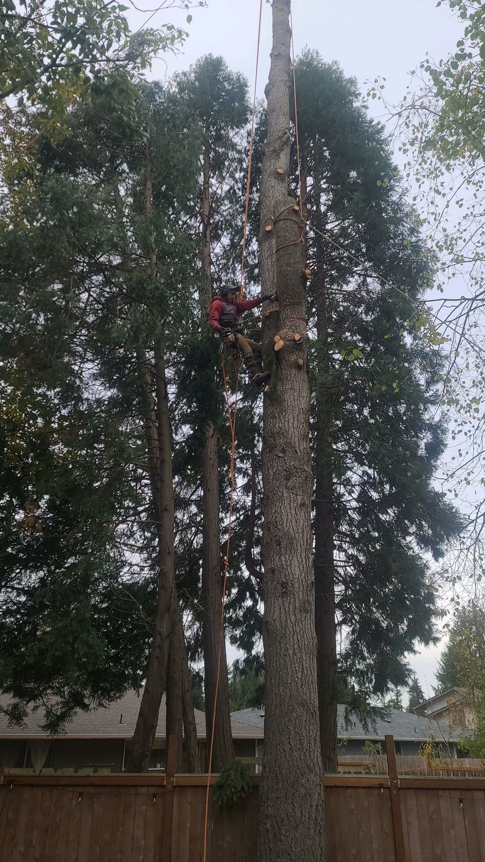 A tree climber wearing red gear is removing the top of a tall tree near a wooden fence.