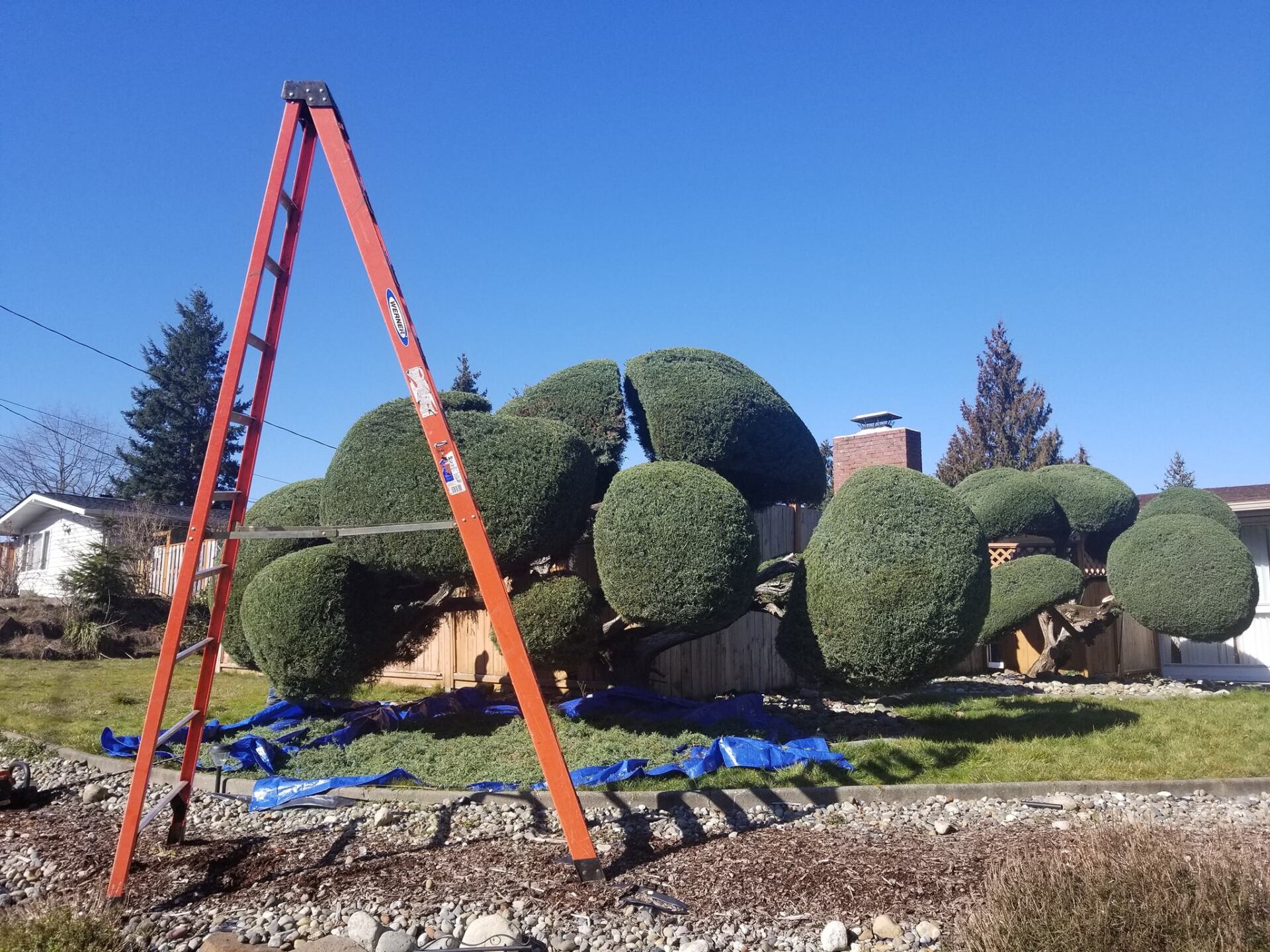 Tree Landscape and Ladder — Port Orchard, WA — Clean Time Landscaping