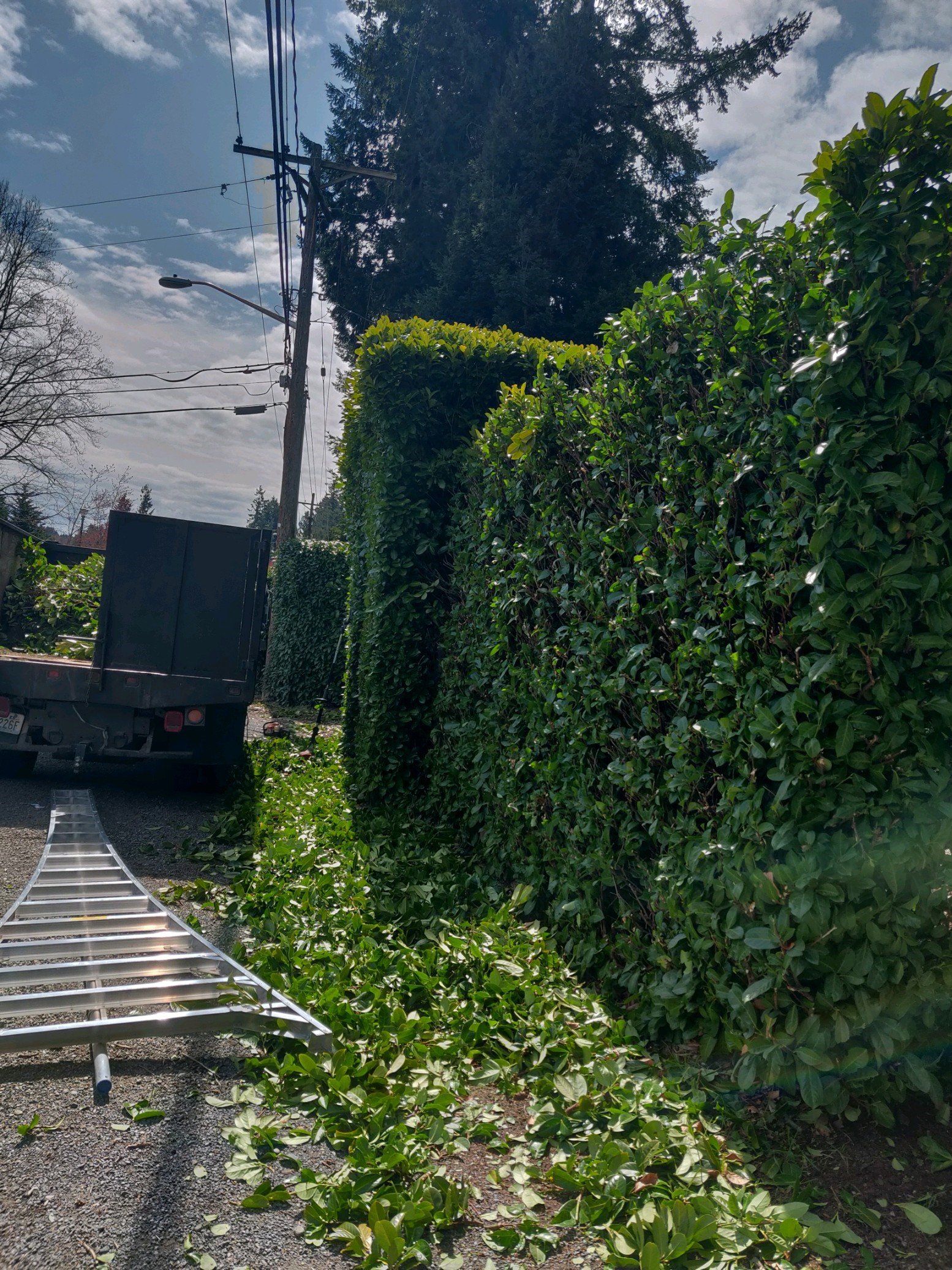 Tall green hedges line a yard, with a truck and ladder on the left, under a cloudy sky.
