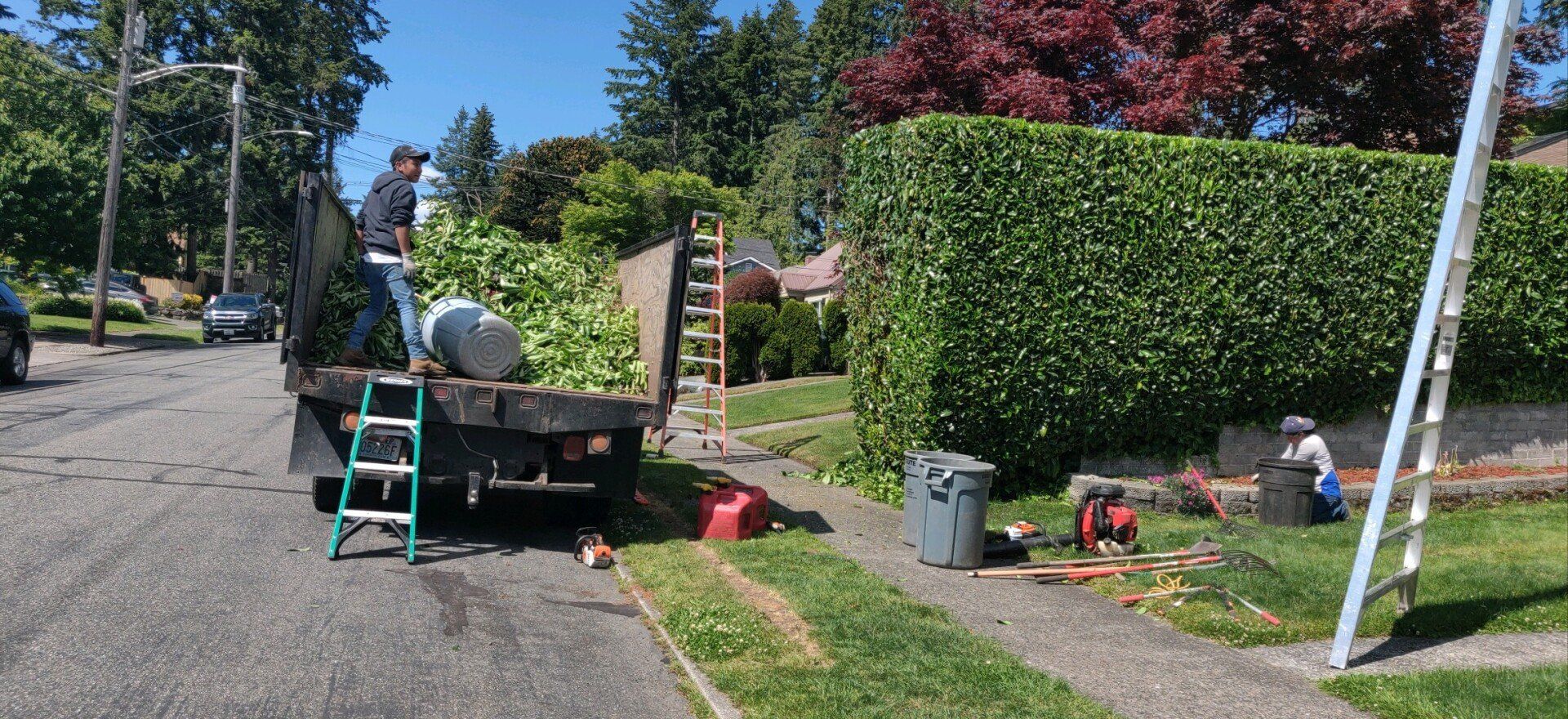 Two people loading a truck with trimmed bushes. A trimmed hedge and a ladder are also visible.