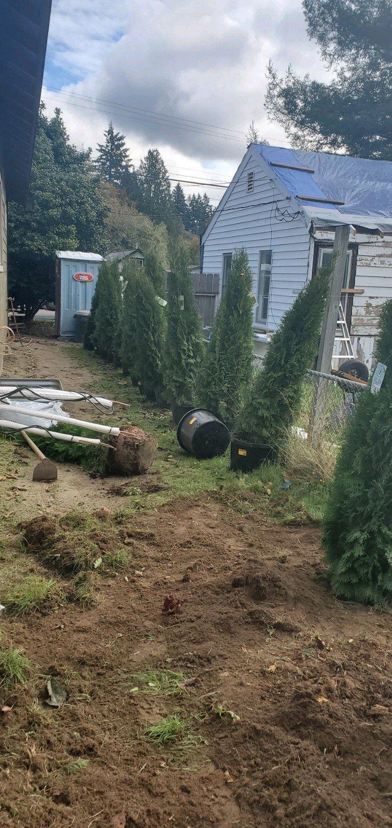 A row of potted evergreen trees ready to be planted in a yard next to a shed.