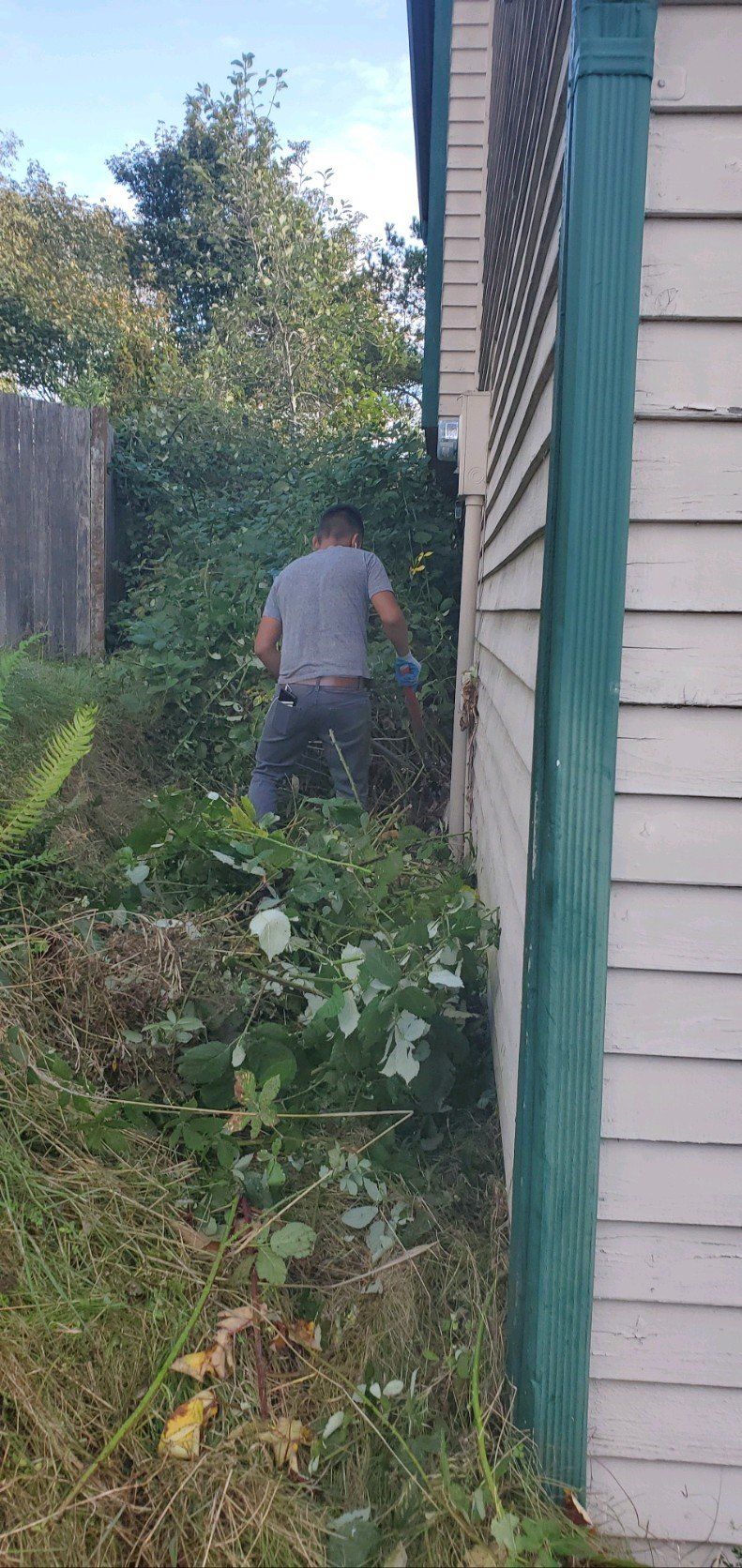 Person trimming overgrown vegetation near a house.