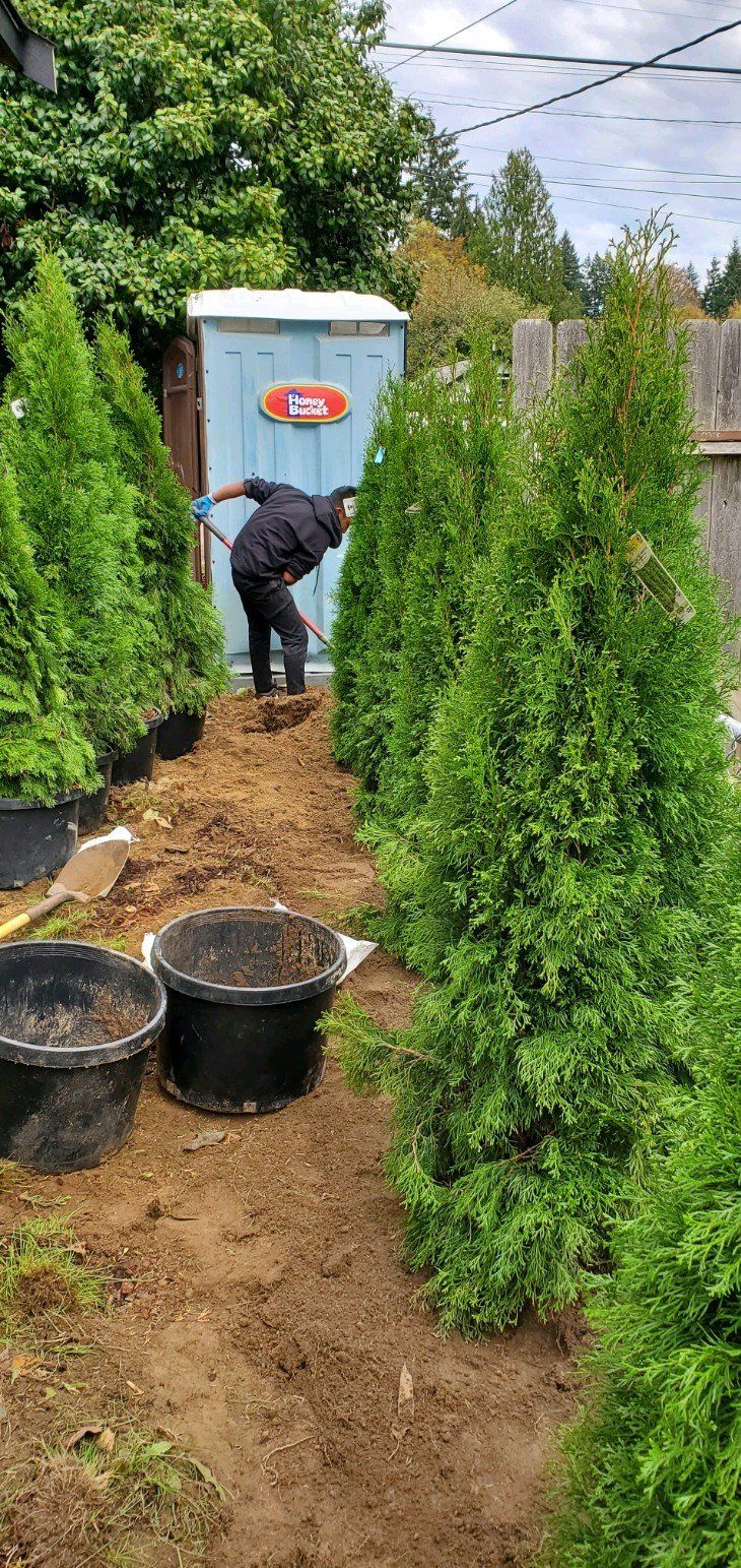 A person shovels mulch between evergreen trees in a yard, with buckets on the left and a shed in the background.