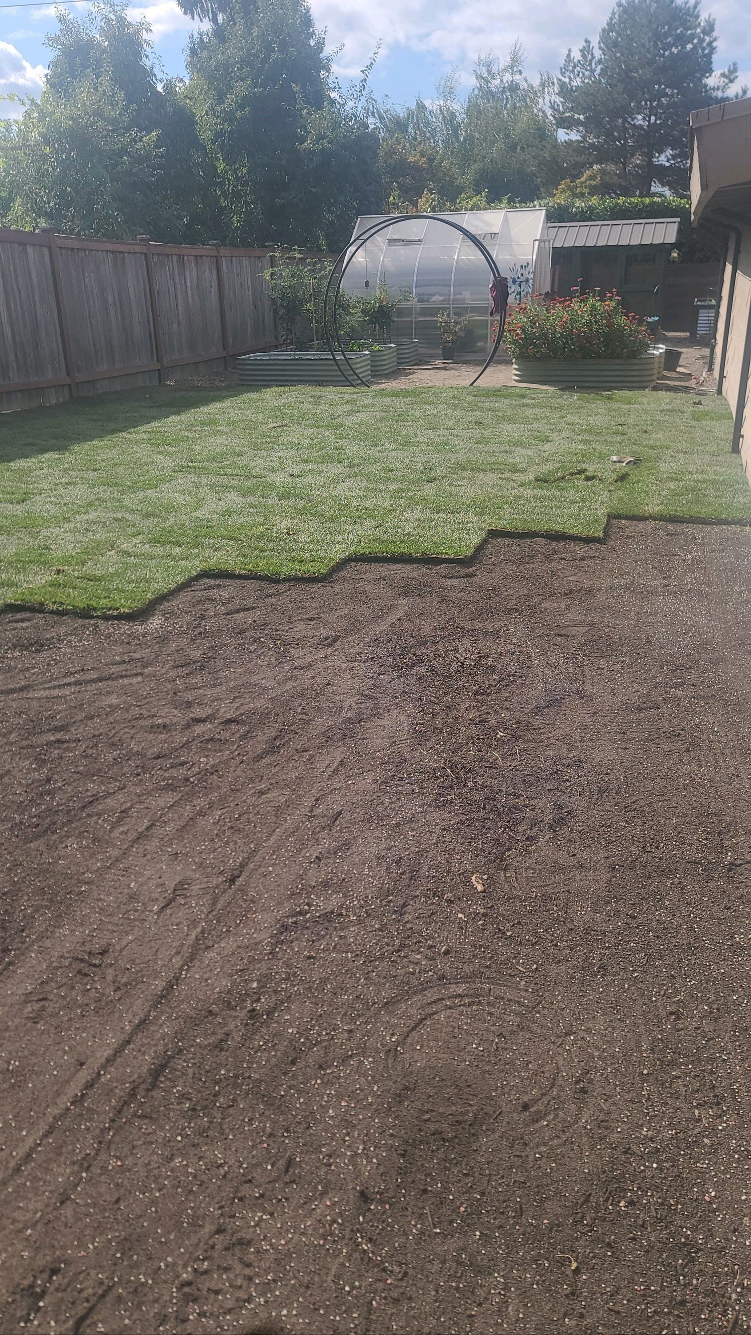 Backyard with freshly laid sod next to bare, prepared soil. A greenhouse and fence are in the background.