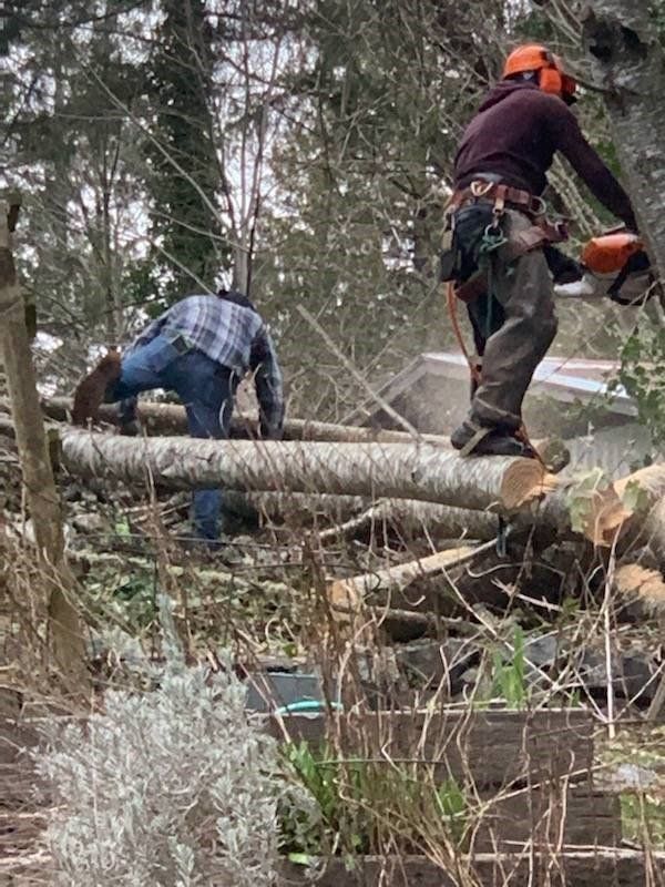 Two people cutting a fallen tree with a chainsaw outdoors. One is standing, the other leaning.