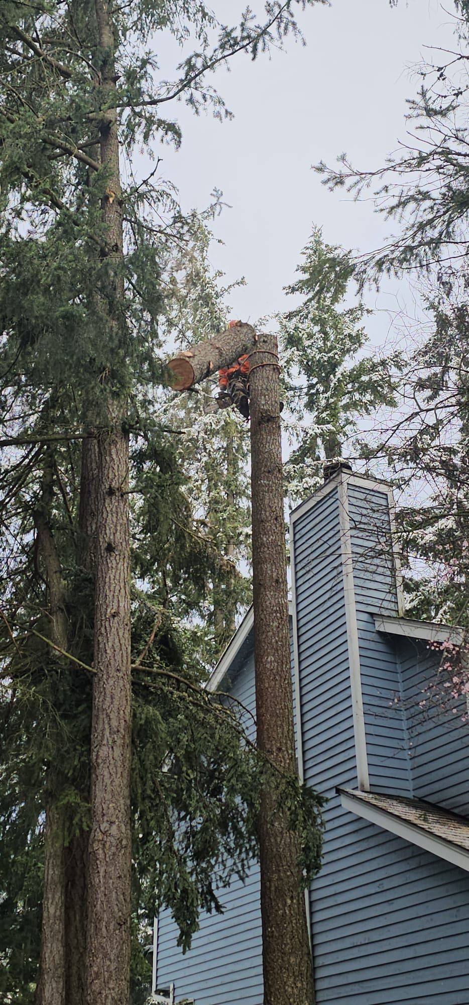 Tree trimming near a blue house. A tree has been cut with a portion still attached, with a chainsaw. Cloudy sky.