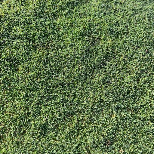 Bermuda - Celebration Hybrid