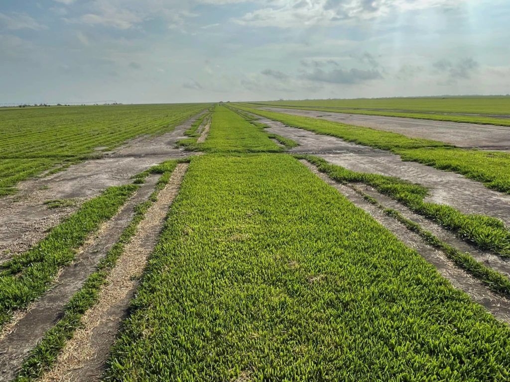Sod Hydromulch Bermuda Zoysia St Augustine