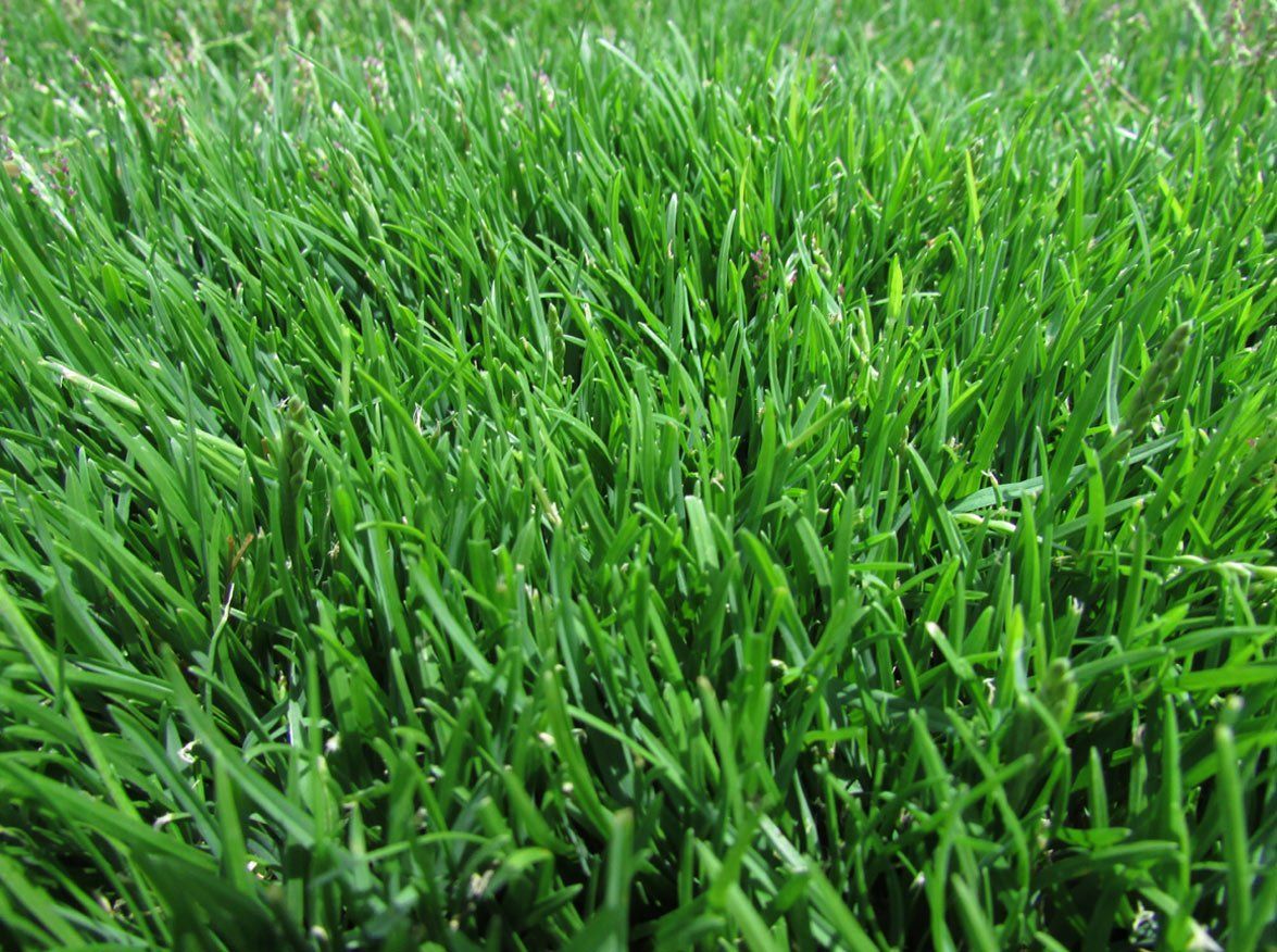 Sod Hydromulch Bermuda Zoysia St Augustine
