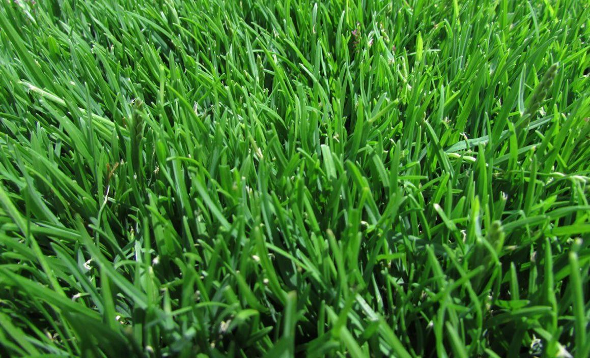 Emerald Zoysia