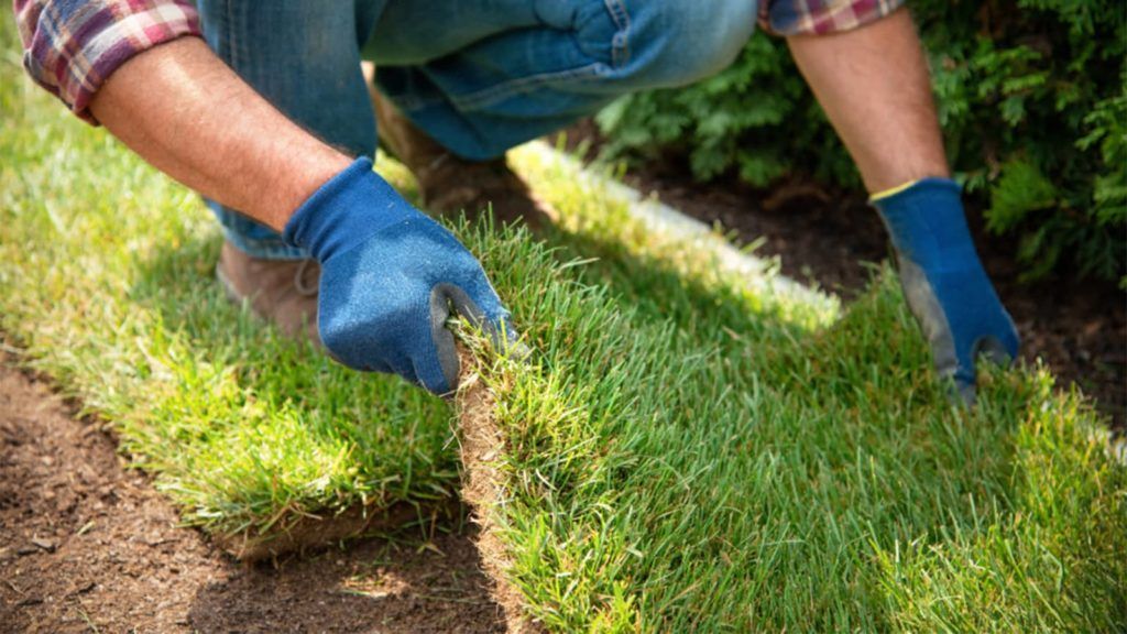 Sod Hydromulch Bermuda Zoysia St Augustine