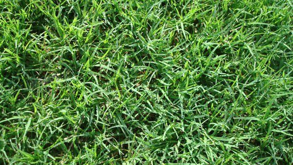 Bermuda - TexTurf 10