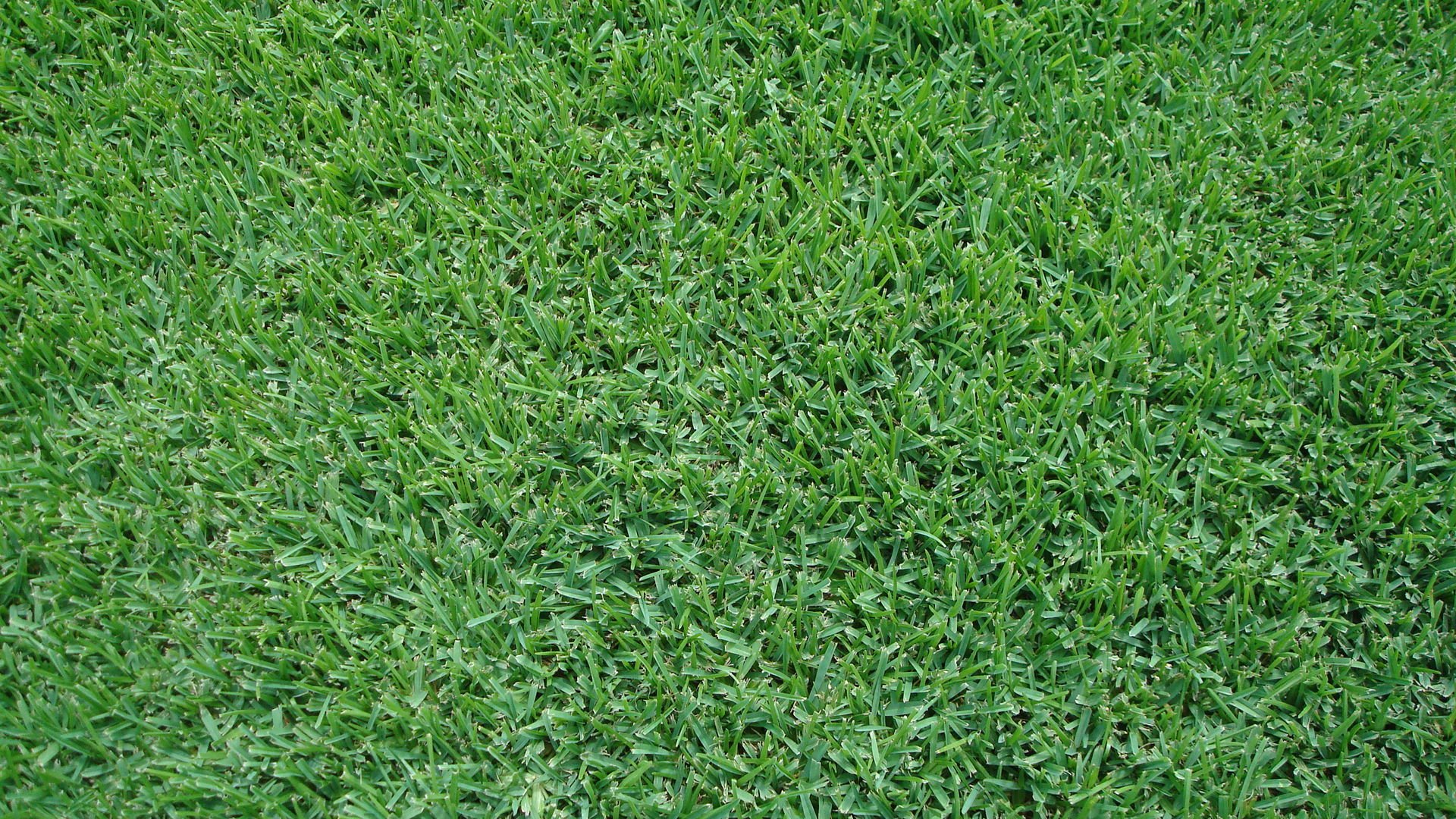 Sims Grass Sod Varieties Sims grass sod varieties