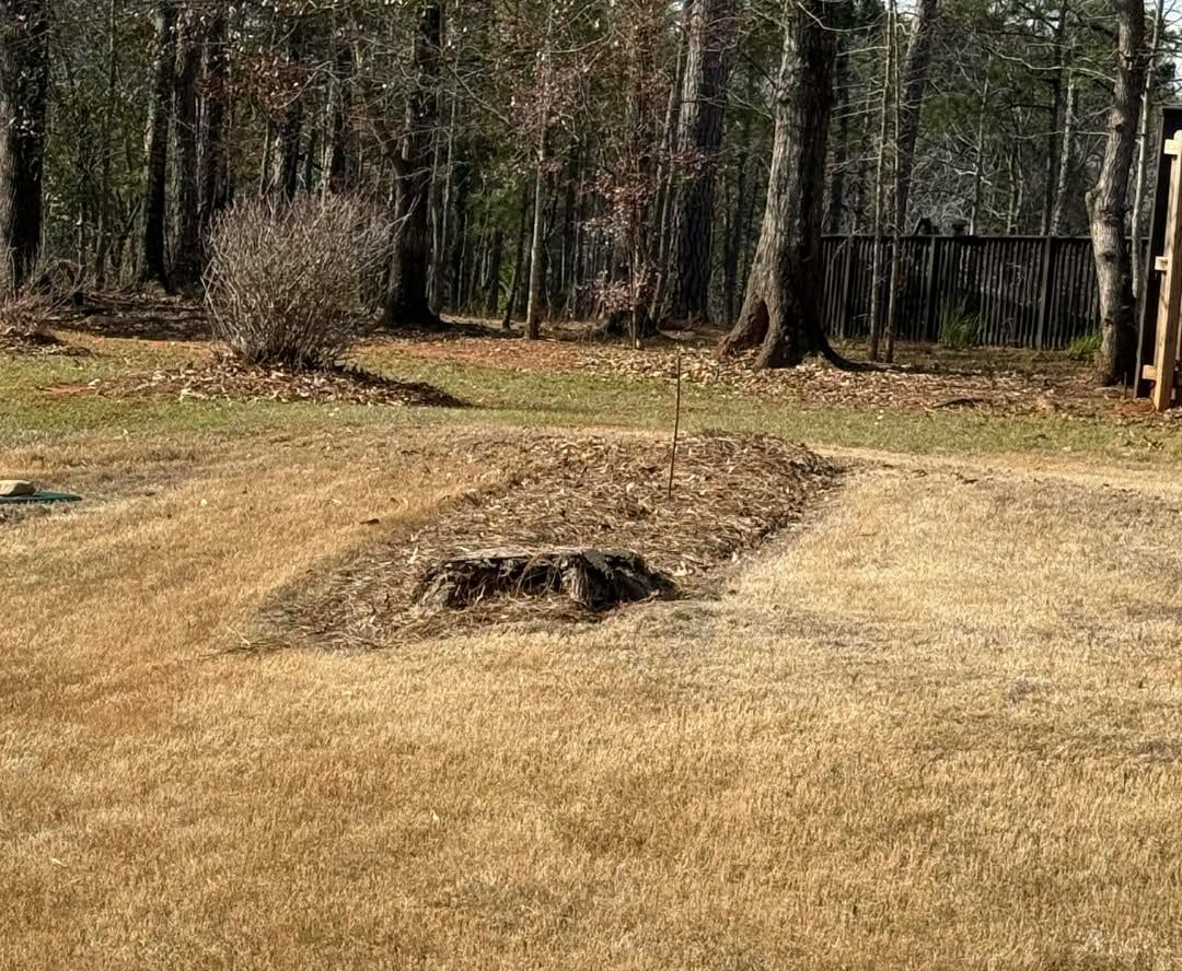 Brown, dry grass surrounds a dark patch of earth, possibly a former tree site, with bare trees in the background.