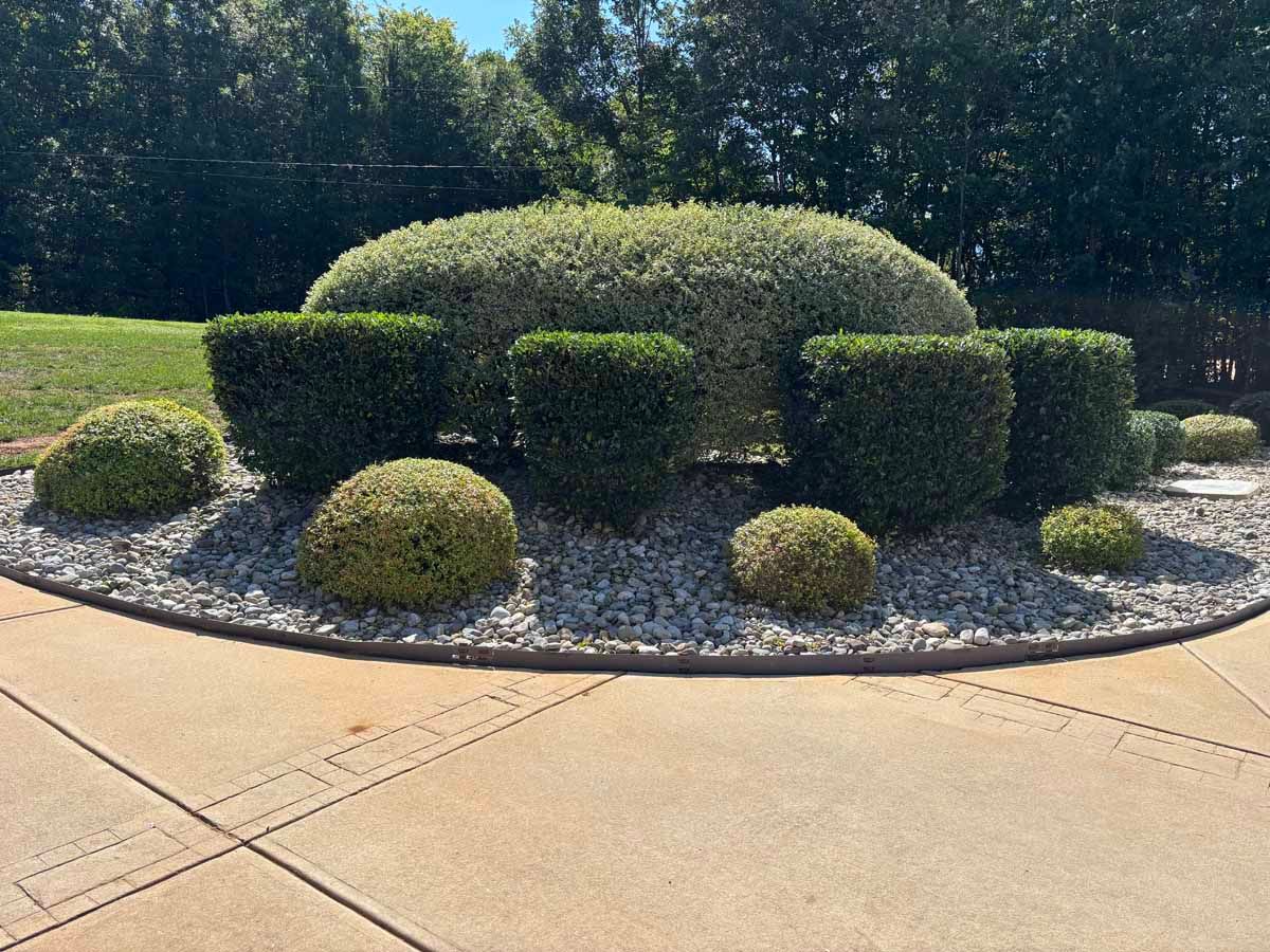 A landscaped island in a driveway featuring a large central hedge surrounded by smaller, manicured shrubs and gravel.