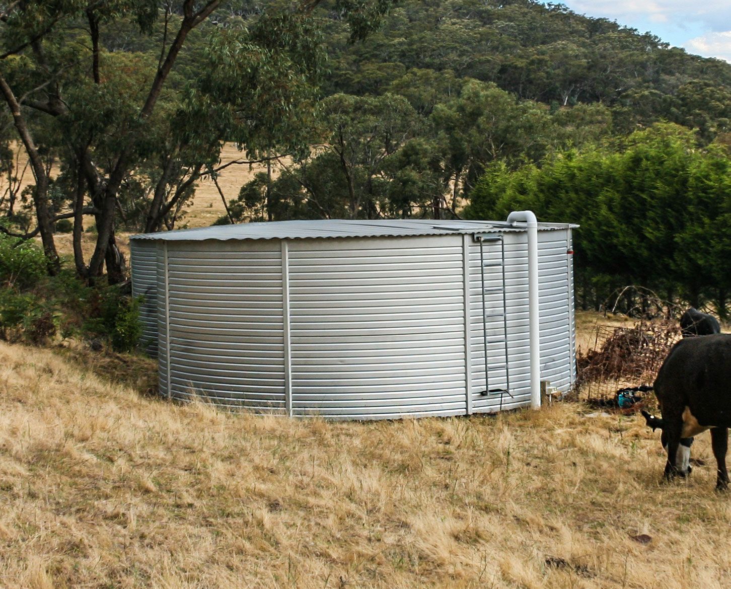 Galvanized steel water tank on a grassy hillside, trees in the background, a cow grazing nearby. Galvanized steel water tank on a grassy hillside, trees in the background, a cow grazing nearby.