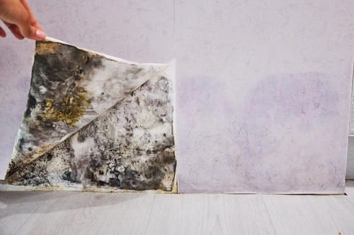 plover mold remediation near me
