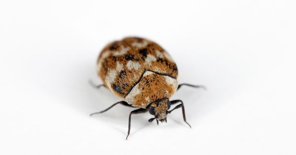 getting rid of carpet beetles