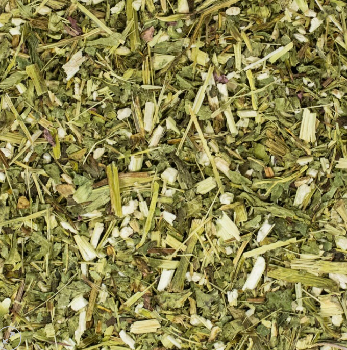 Echinacea