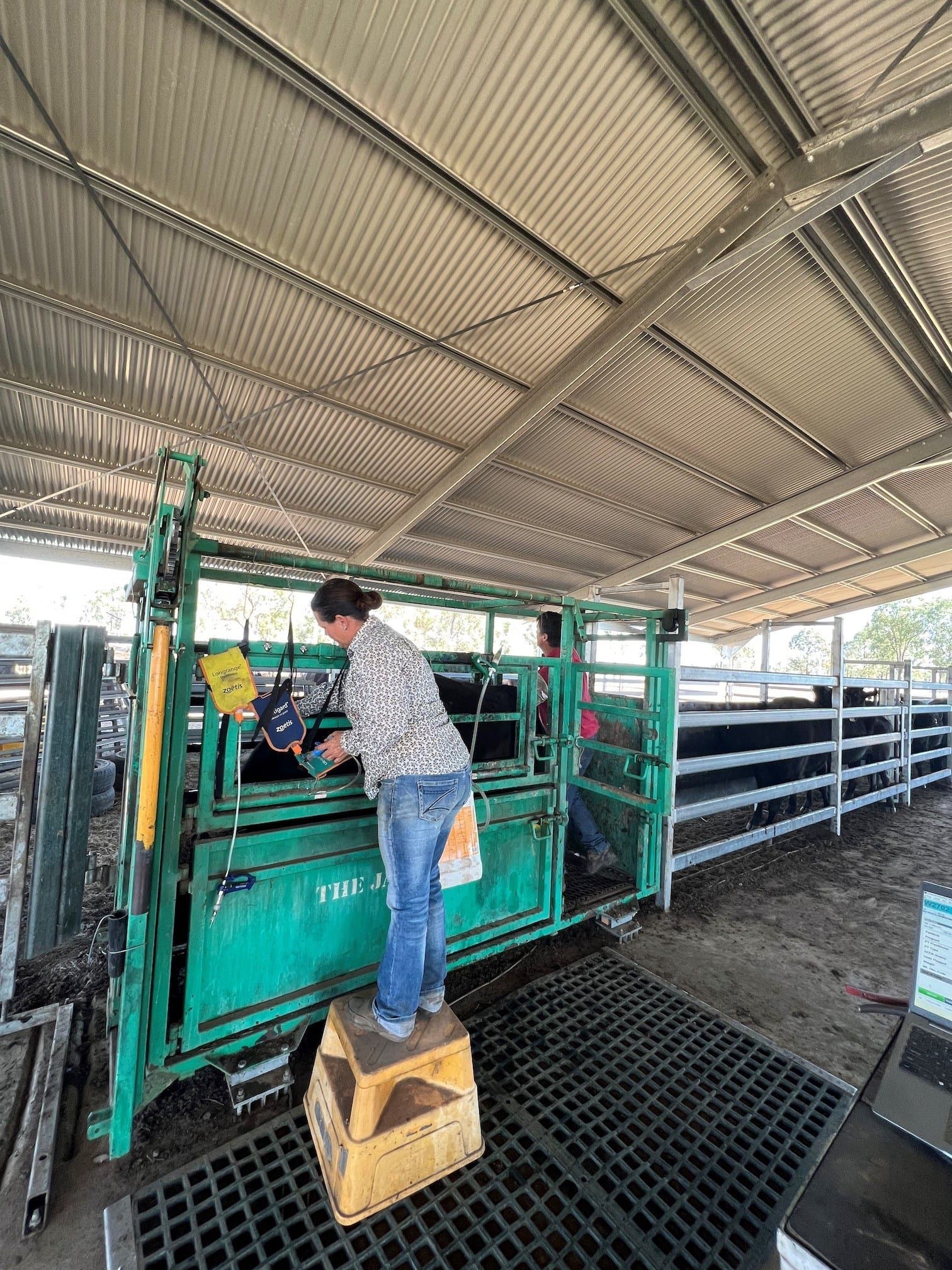 A woman is standing on a stool in front of a cow in a pen.