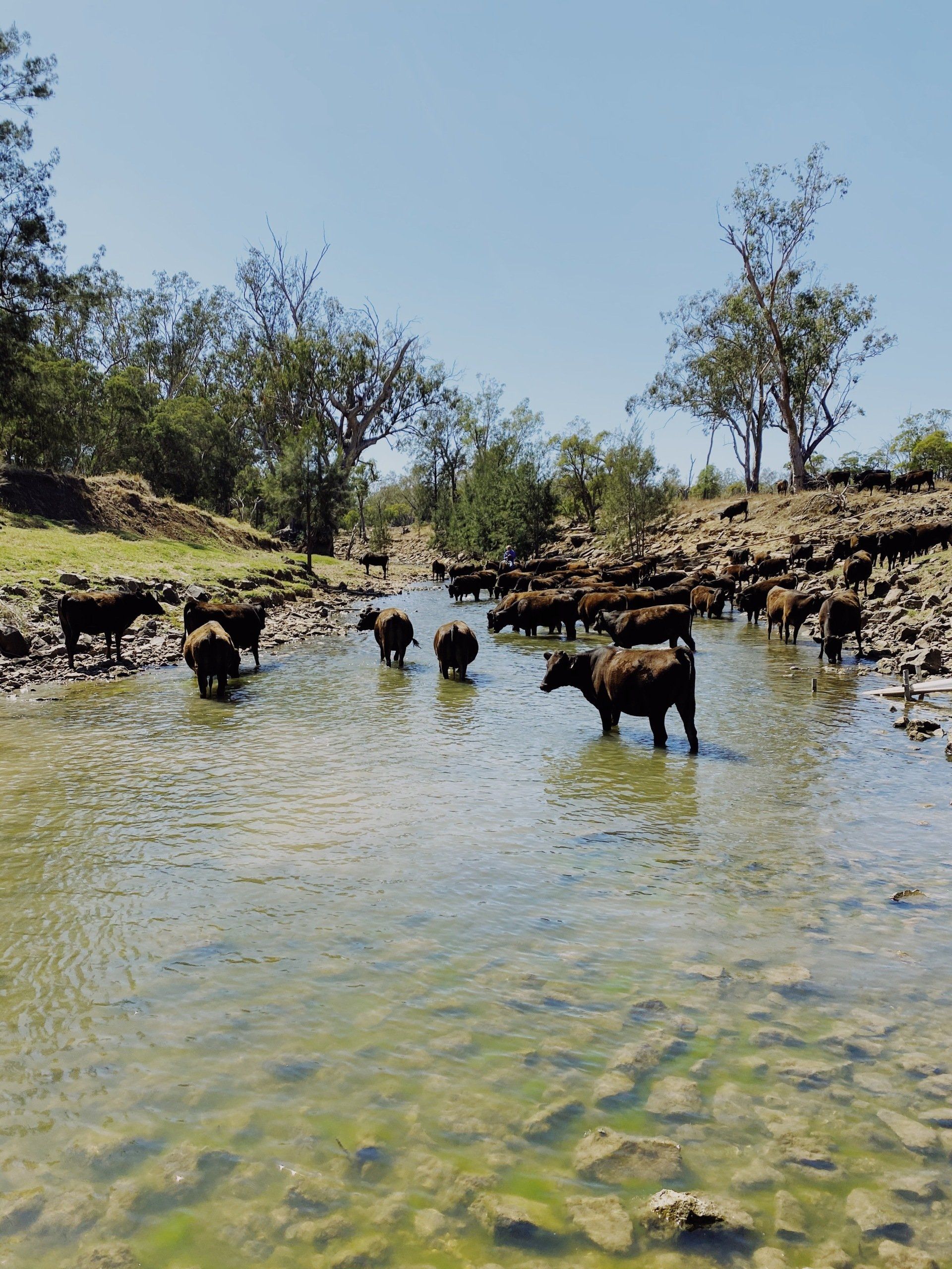 A herd of cows are standing in a river.