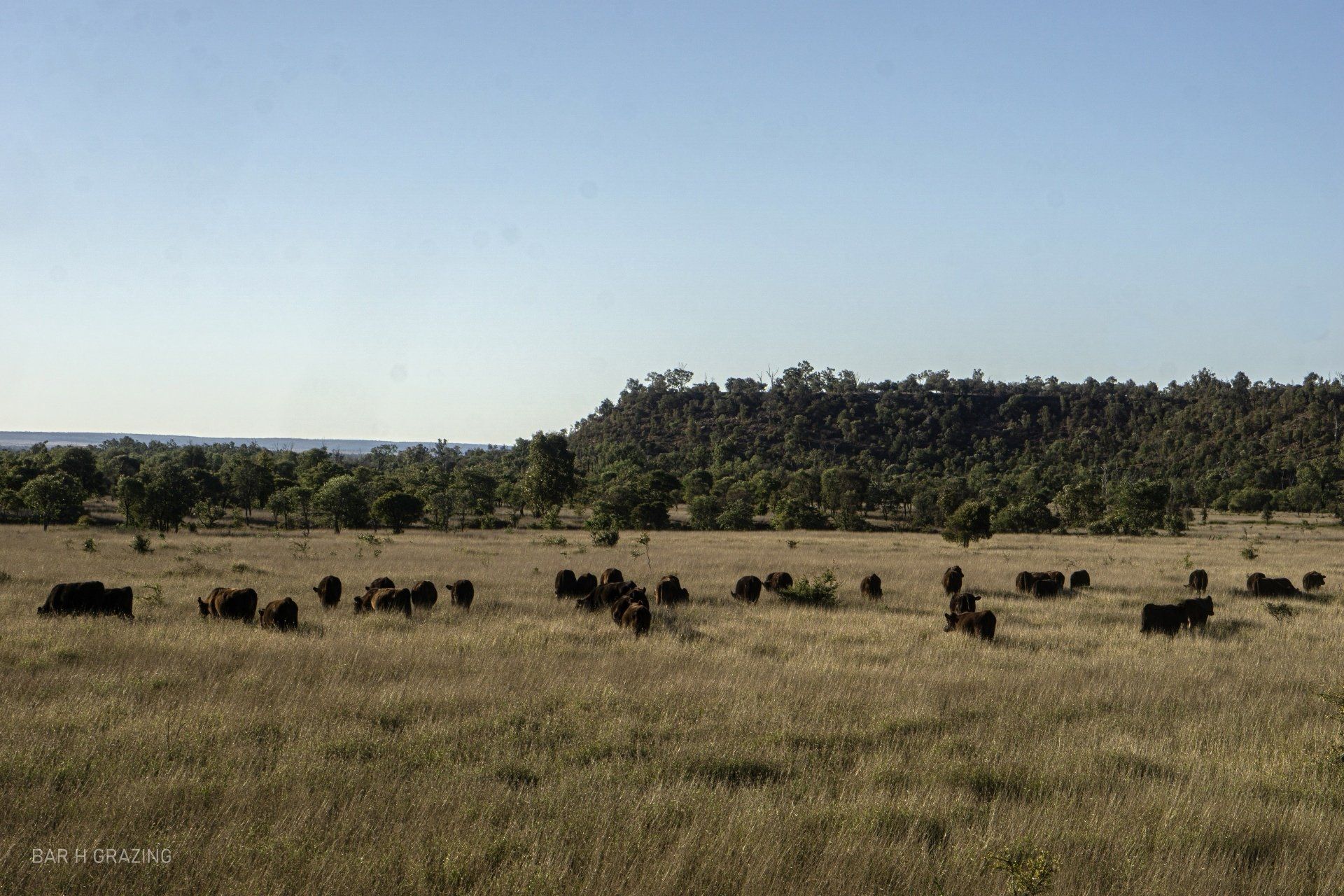 A herd of cows are grazing in a field with trees in the background.