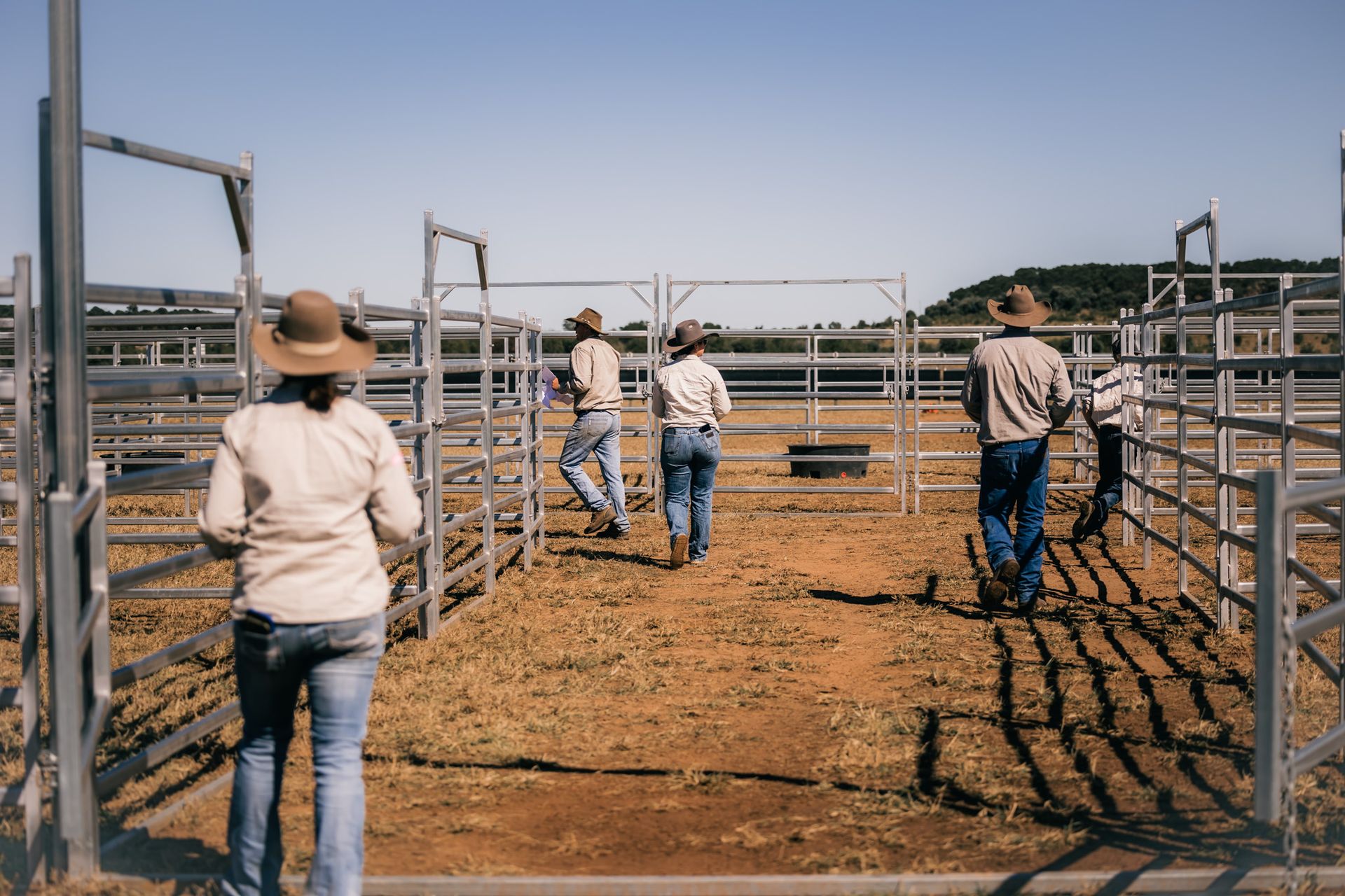 People working in cattle yards, herding, sunny outdoor setting.
