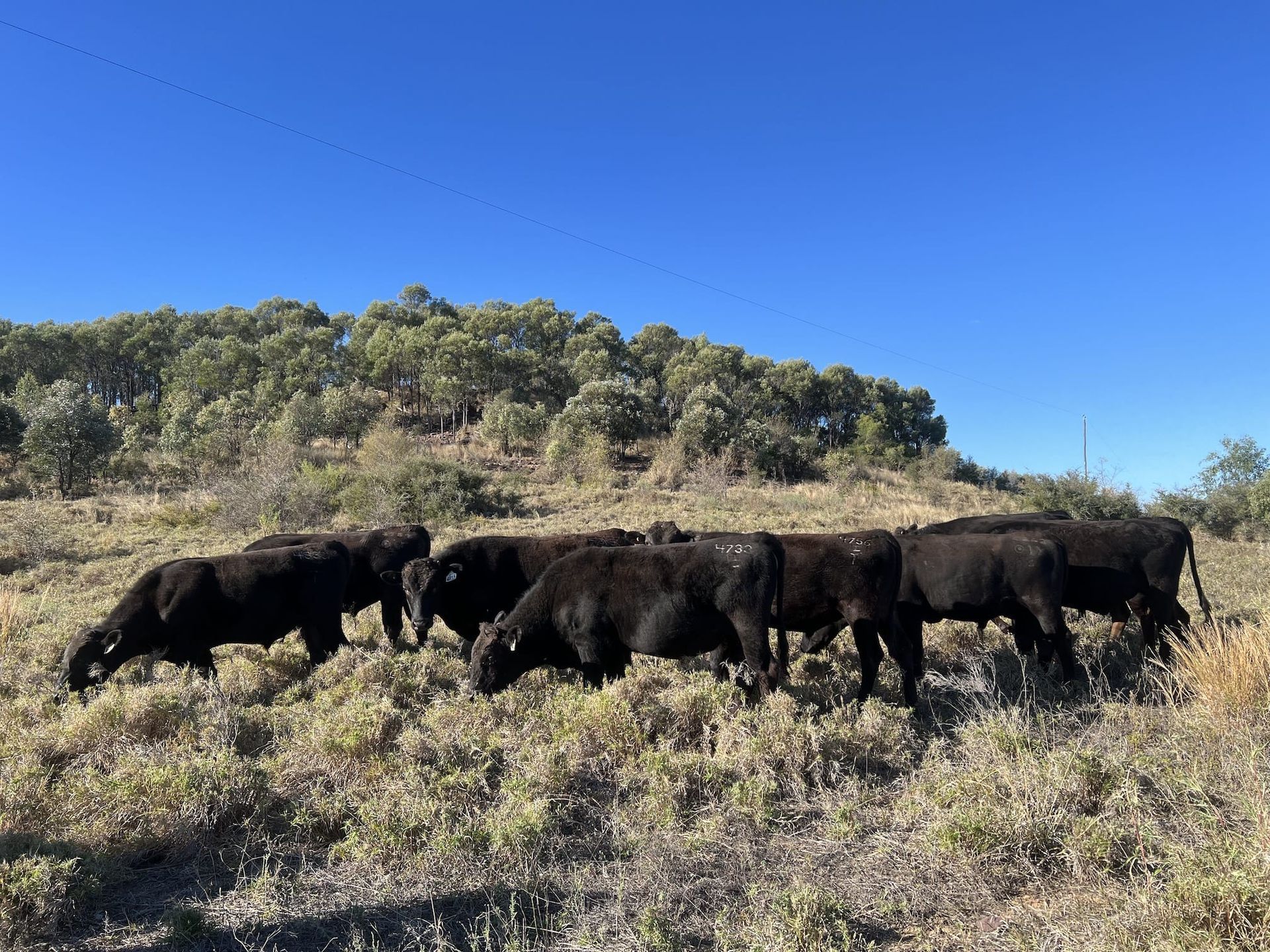 A herd of cattle grazing in a field with trees in the background.
