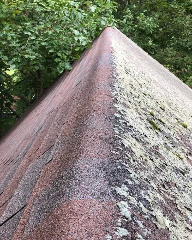 A roof with a lot of moss on it and trees in the background.