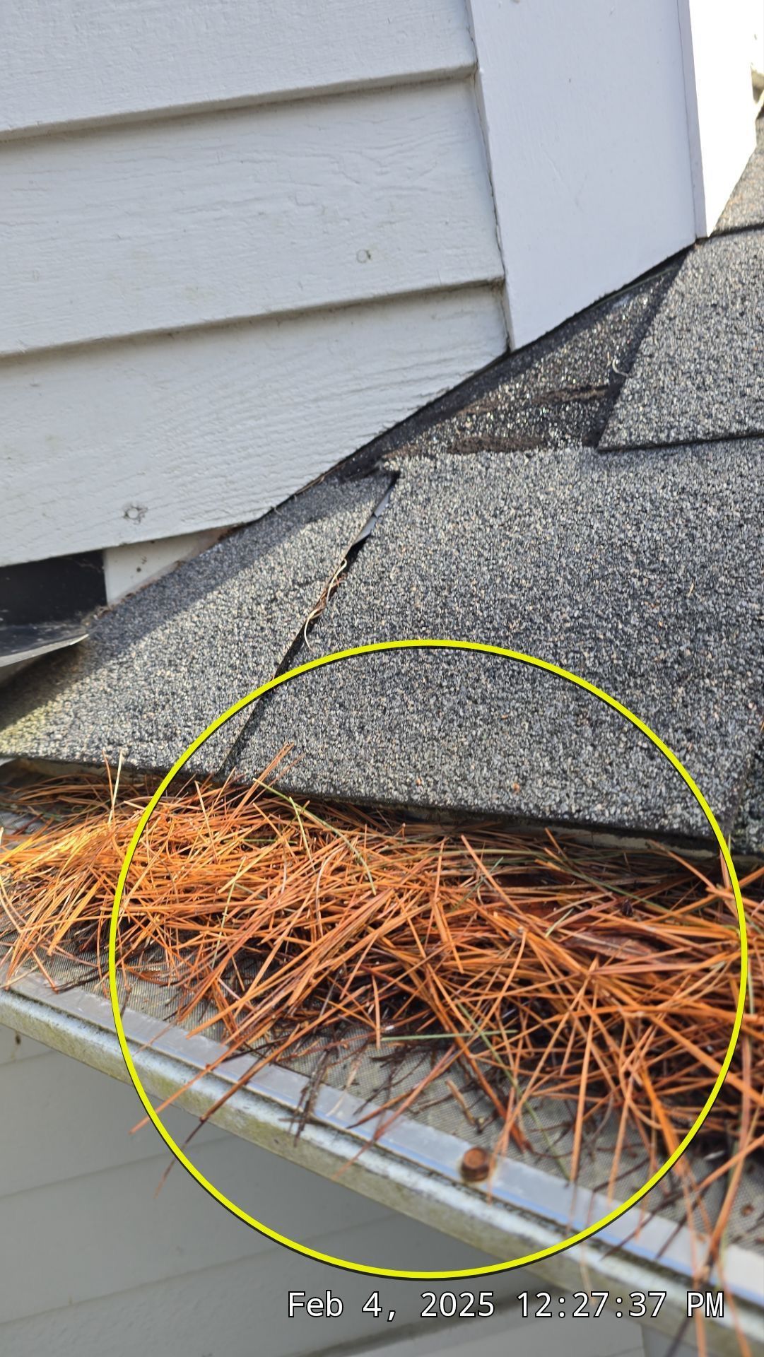 Gutter filled with brown pine needles next to a roof with gray shingles, next to white siding.