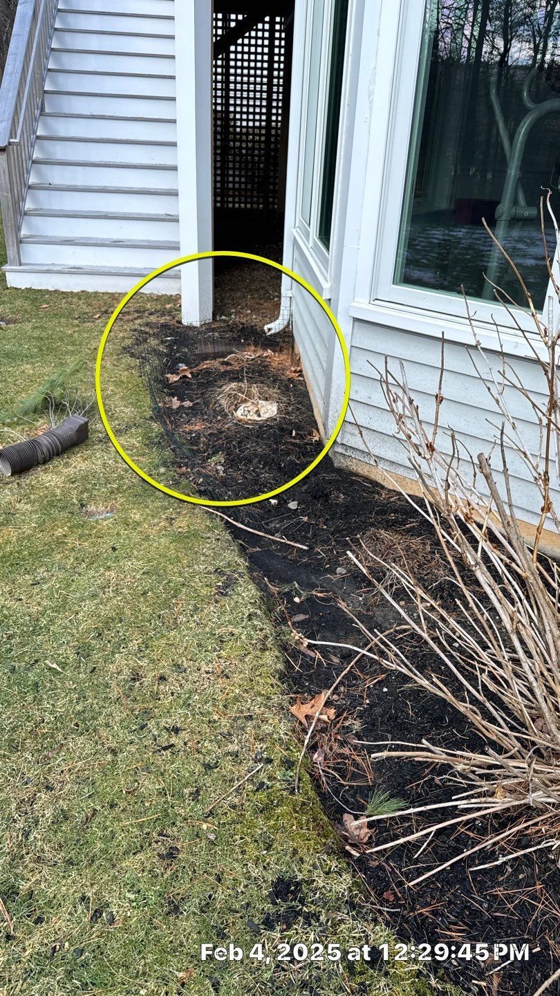 A tree stump in a mulched area next to a white house and stairs, circled in yellow. Green grass surrounds the mulched area.
