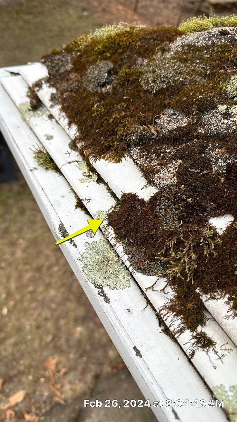 Close-up of a white roof covered in moss and lichen. A yellow arrow points to a section of lichen.