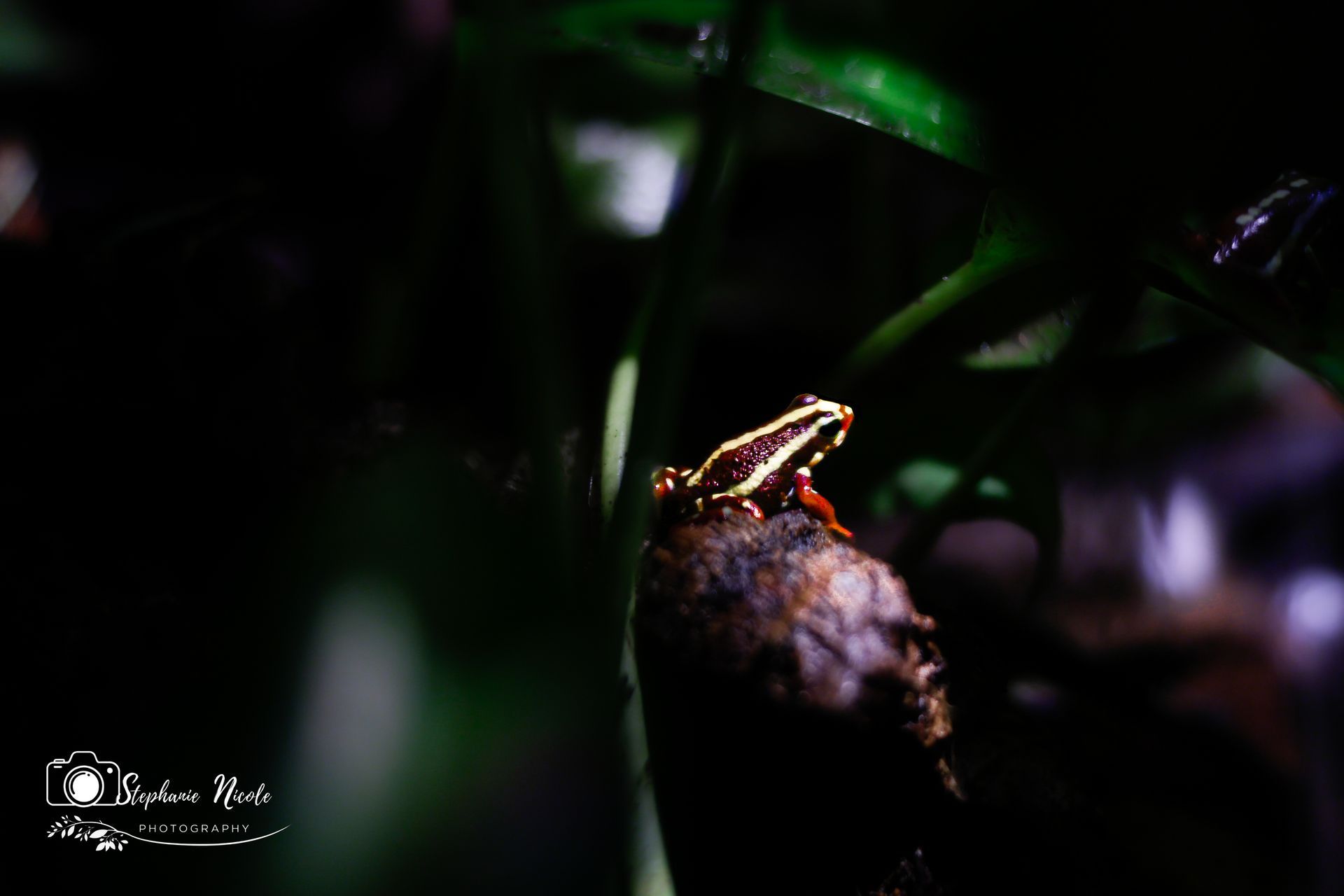 A small, black poison dart frog with yellow stripes perches on a dark, textured branch in a shadowy, leafy environment.